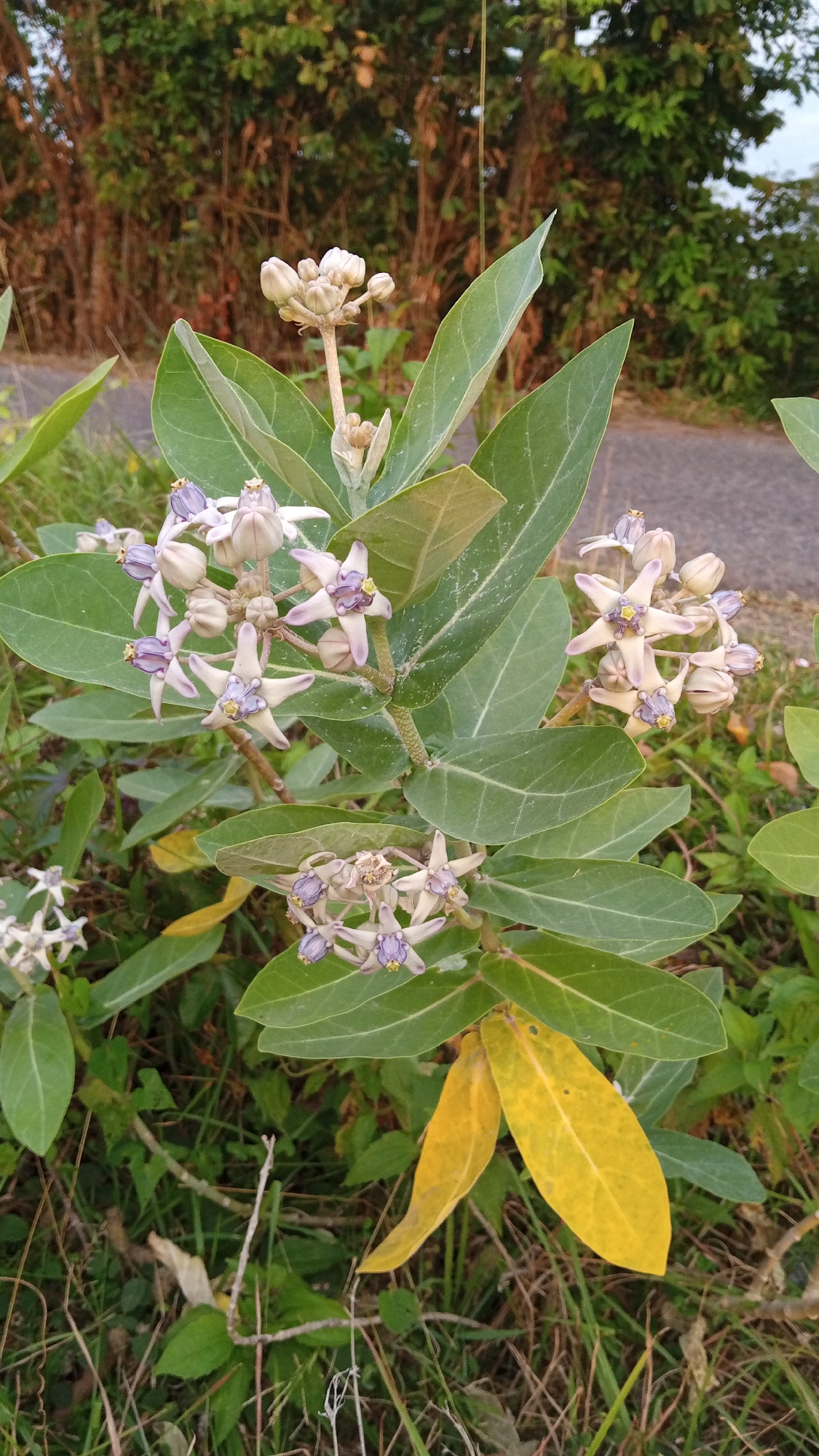The image shows a plant with large green leaves and clusters of white and purple flowers, likely in a natural setting. Some leaves are yellowing. The background suggests a roadside location in Geulangganggampong, Indonesia, with greenery and a paved road visible.