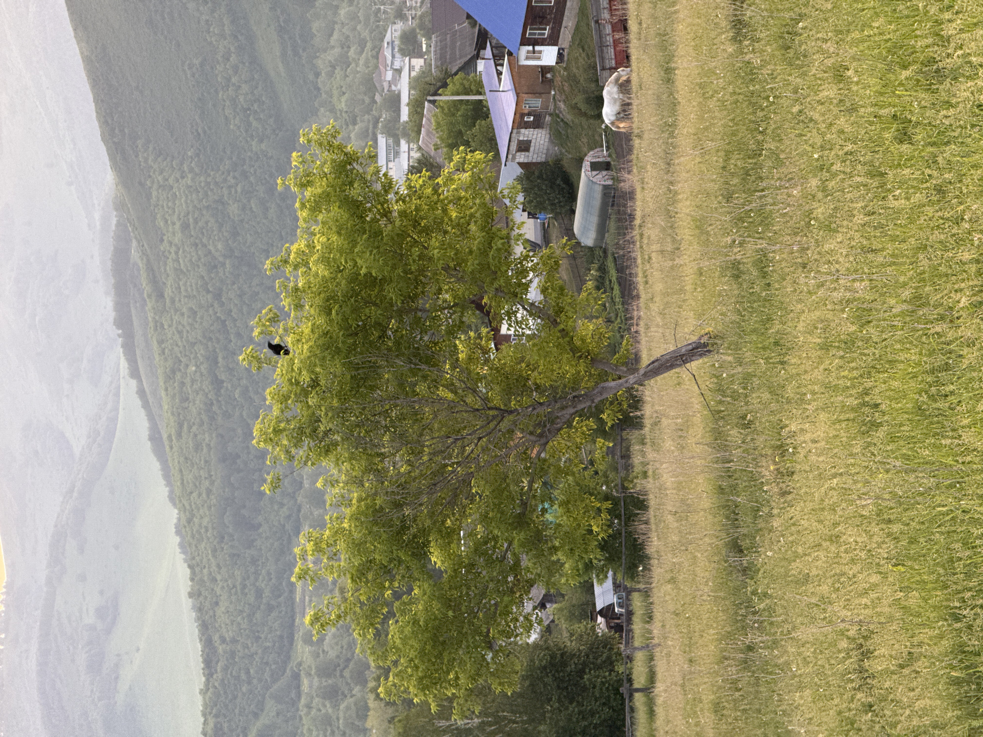 An outdoor, horizontal, eye-level shot depicts a rural scene in Soloneshnoye, Russia. In the foreground, tall, green grass covers a gentle slope. A solitary tree with a thin trunk and a full canopy of bright green leaves stands slightly off-center to the left. A dark bird is perched on the upper branches of the tree. In the middle ground, a weathered wooden fence runs horizontally across the image, separating the grassy field from a village. Several houses with various roof colors, including blue and purple, are visible. A white horse grazes peacefully in a pasture behind the fence, near a red trailer and a green greenhouse. The background features rolling, tree-covered hills shrouded in a soft, hazy light.