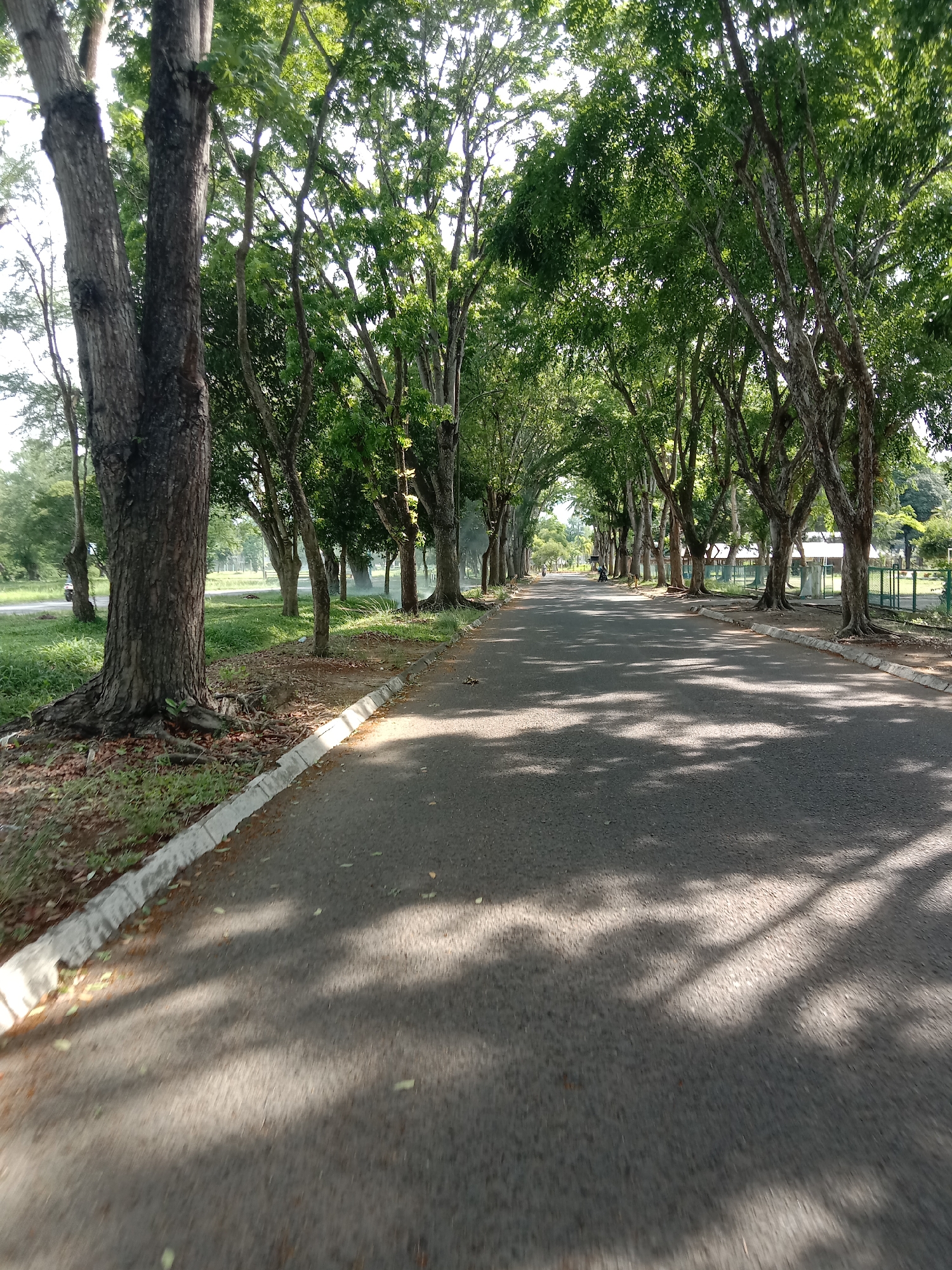 The image shows an asphalt road lined with tall trees, their branches forming a canopy overhead. This road is located in the city of Tambontunong, Indonesia. The trees cast shadows on the road surface. A concrete curb separates the road from the grassy area on either side. In the distance, there is a hint of buildings and a fence. No people are visible.