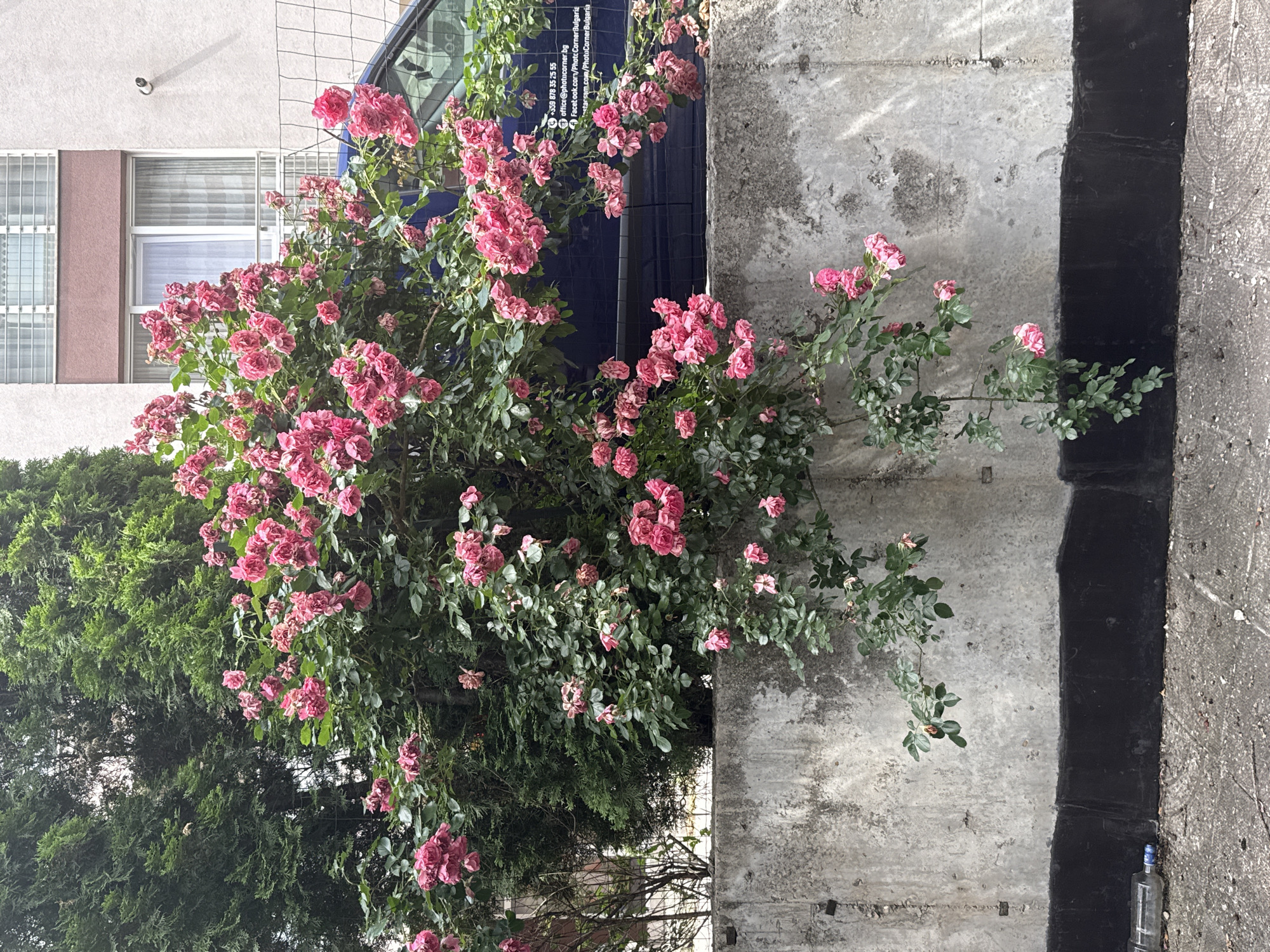 In Sofia, Bulgaria, a dense bush of pink roses with numerous blooms cascades over a rough concrete wall. Behind the roses, evergreen trees and the side of a modern building with white-framed windows are visible. A dark blue vehicle is parked adjacent to the building, partially obscured by the floral display and a wire fence. The ground in front of the wall is a grey, textured surface, with a dark, horizontal band along the base of the wall. A clear plastic bottle lies on the ground to the left. The scene appears to be an outdoor urban setting, likely a residential or commercial area.