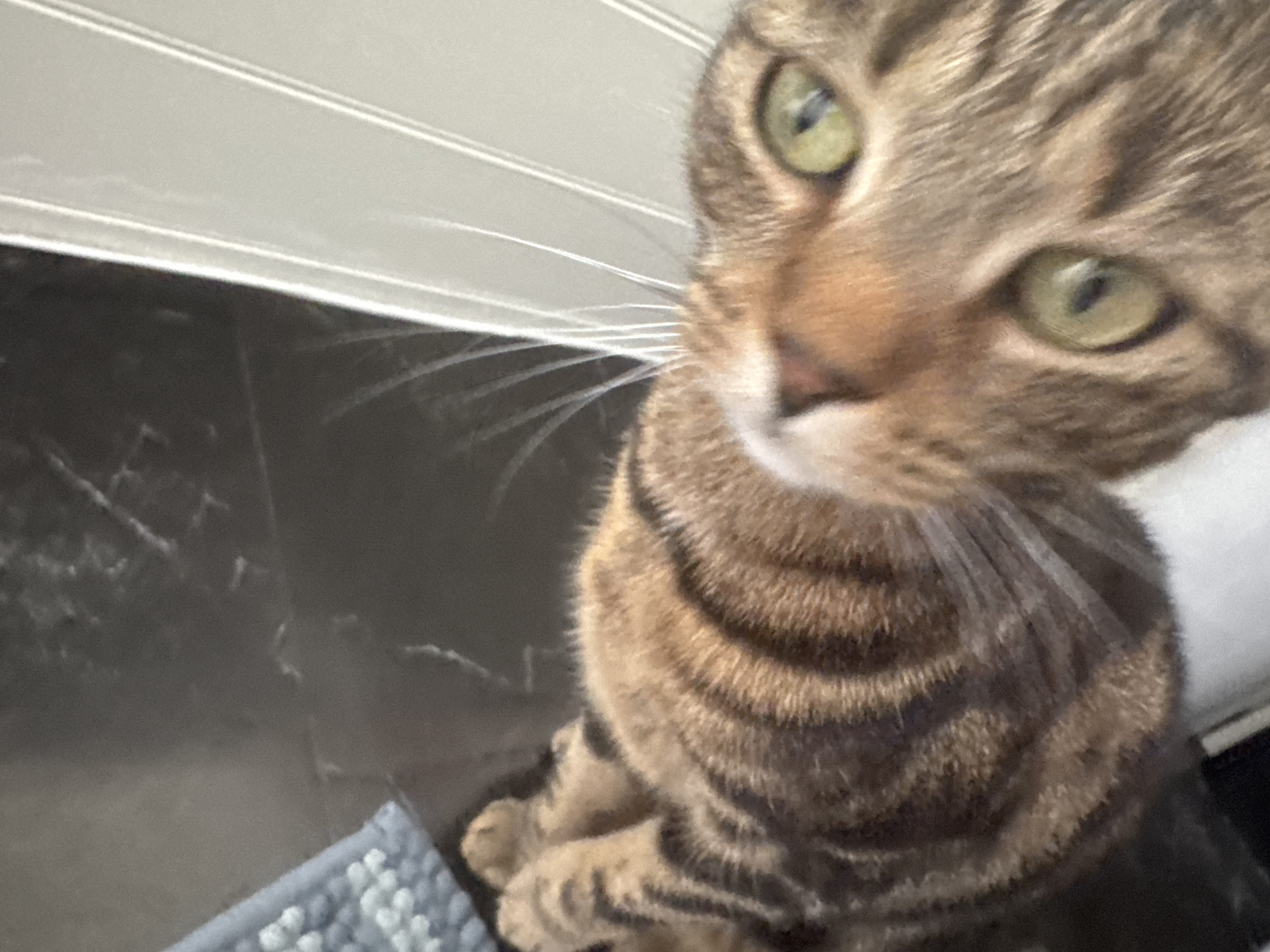 A close-up photograph shows a brown tabby cat with green eyes looking directly at the camera. The cat is positioned slightly off-center, with its head tilted to the right. Visible in the background are light-colored horizontal blinds and a dark, reflective surface, possibly a countertop. A blue and gray patterned rug is partially visible in the lower left corner. The location cannot be determined to be Desborough, United Kingdom, from the visual information alone.