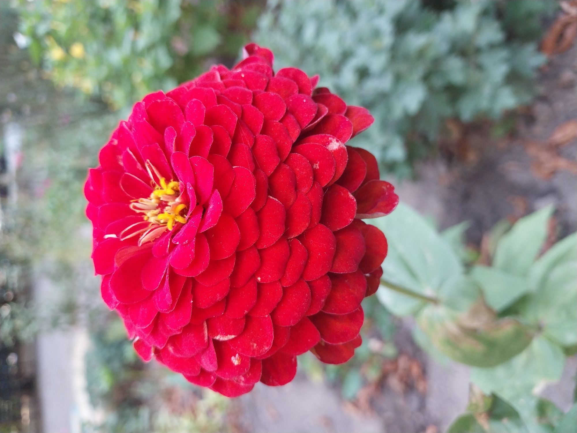 A close-up, eye-level, outdoor shot features a vibrant red zinnia flower in full bloom. The flower, with its numerous overlapping petals, is the primary subject, dominating the center of the frame. The petals are a rich, deep red, with a slightly velvety texture. The center of the flower displays yellow stamen. The background is softly blurred, suggesting an outdoor setting within the city of Dnipro, Ukraine, possibly in a park or garden. Elements of greenery and hints of foliage are visible, interspersed with what appear to be paved areas or pathways, consistent with an urban park environment. The lighting suggests it is daytime, and the image has a slightly shallow depth of field, emphasizing the flower. There are no people or animals present in the image.