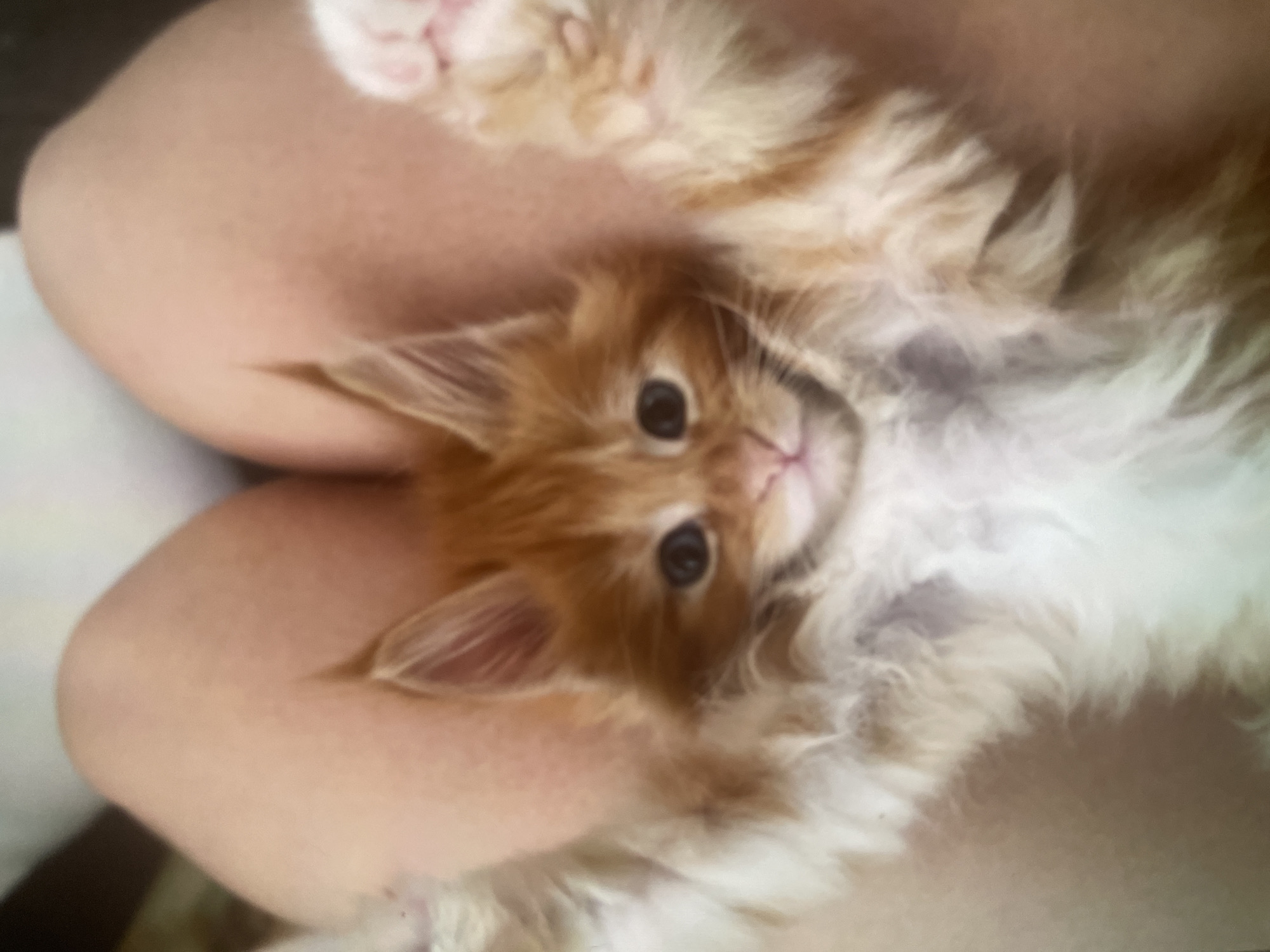A ginger and white kitten is being held between a person's legs. The kitten is lying on its back with its paws in the air. Its eyes are wide and its ears are perked up. The person's legs are visible in the background, and they are wearing light-colored clothing. The image is taken from a top-down perspective. There is no indication of the city of Khanty-Mansiysk, Russia in the image.