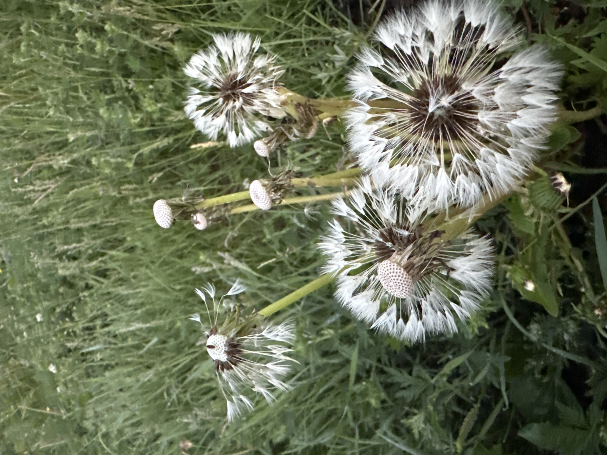 The image presents a close-up view of multiple dandelions in their mature seed head stage, distinguished by white, fluffy seeds. They are situated amidst a dense field of green grass and various other plant foliage, which forms the background. Several dandelion heads retain most of their seeds, while others show partial seed dispersal, revealing their central receptacles. Green stems support the seed heads. The scene is an outdoor natural environment, illuminated by natural light, located in the city of Unknown, Unknown. No human subjects, animals, or man-made objects are visible.
