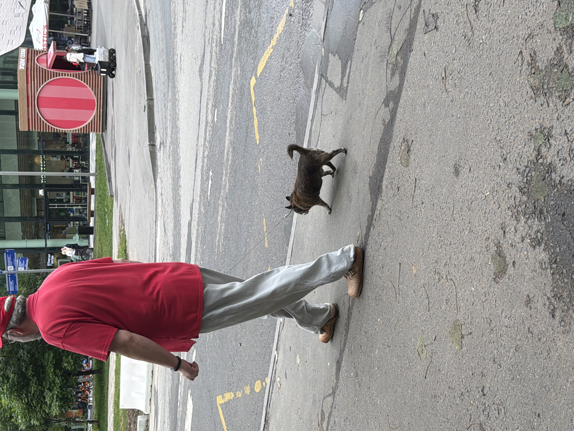 A man wearing a red polo shirt and light-colored pants is walking a small, dark-colored dog on a leash. The man has on a red baseball cap and brown clogs. The dog is walking beside him on the sidewalk. In the background, there is a modern building with large windows, a red and white kiosk, and outdoor seating areas. A small delivery robot is visible in the mid-ground. The sidewalk is made of asphalt and there are yellow painted lines on the road. There are some trees and greenery on the left side of the image.