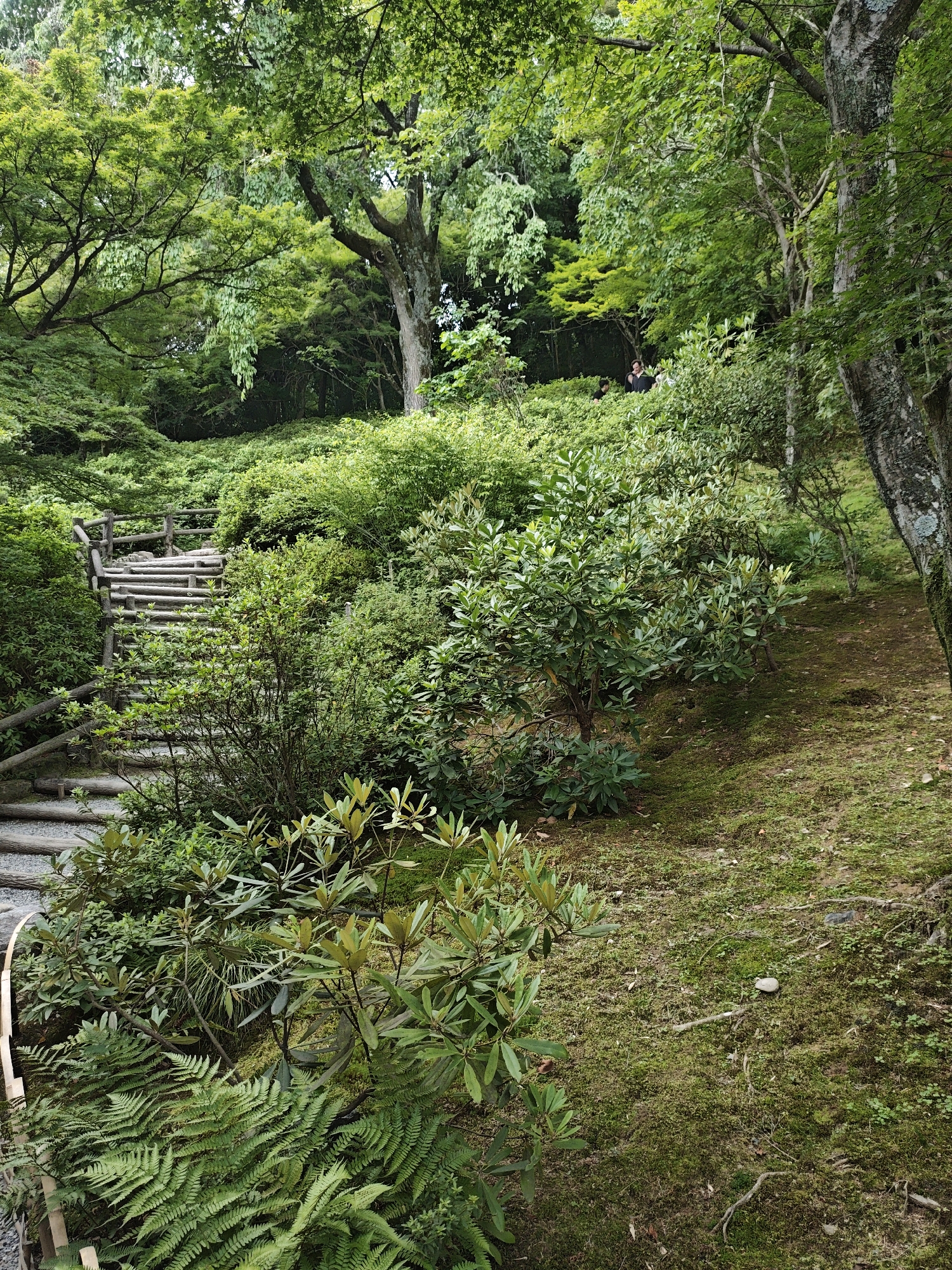 The image captures a serene outdoor scene in Kyoto, Japan, characterized by lush greenery and a rustic wooden staircase. The setting appears to be a garden or park, with an abundance of trees and dense foliage. A winding wooden staircase, constructed from logs and planks, ascends a gentle slope on the left side of the frame, bordered by a wooden railing. Surrounding the staircase are various types of plants, including ferns and leafy shrubs. The ground is covered in moss and scattered leaves, suggesting a damp and natural environment. In the background, a few indistinct figures can be seen among the trees, suggesting the presence of other visitors. The overall impression is one of tranquility and natural beauty, typical of many garden landscapes found in Kyoto.