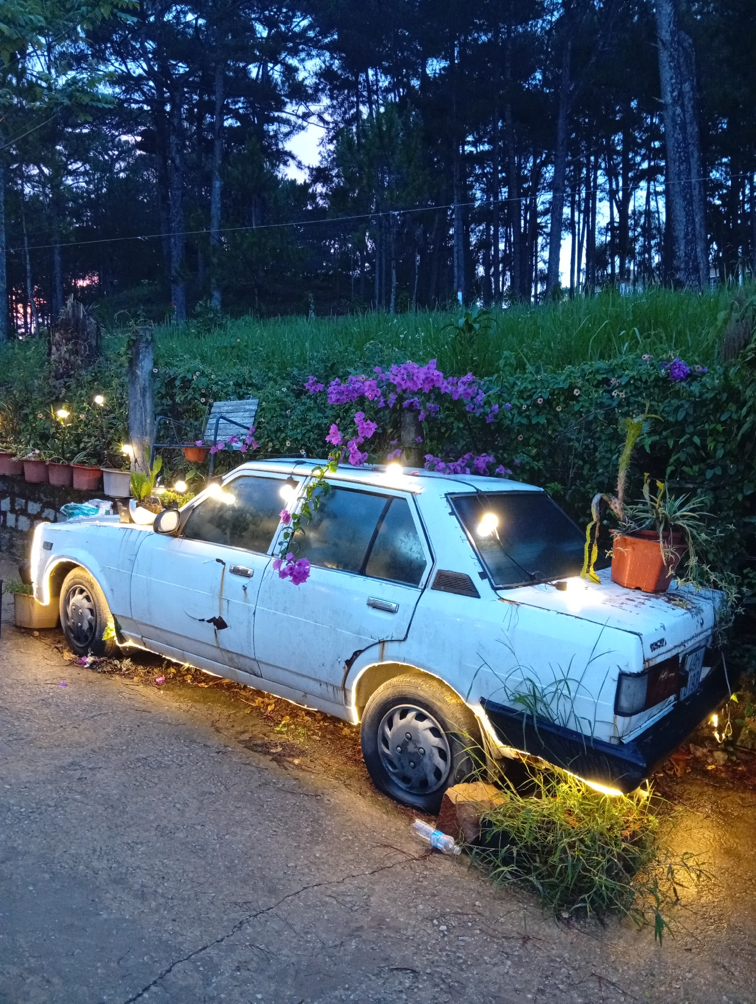 An old, white sedan is parked on the side of a road in Da Lat, Vietnam. The car is adorned with string lights, flowers, and potted plants. A stone wall with potted plants and a wooden bench sit behind the car. Tall, dark trees are visible in the background, suggesting a forested area. The sky is dusky, indicating either dawn or dusk. The road is paved.