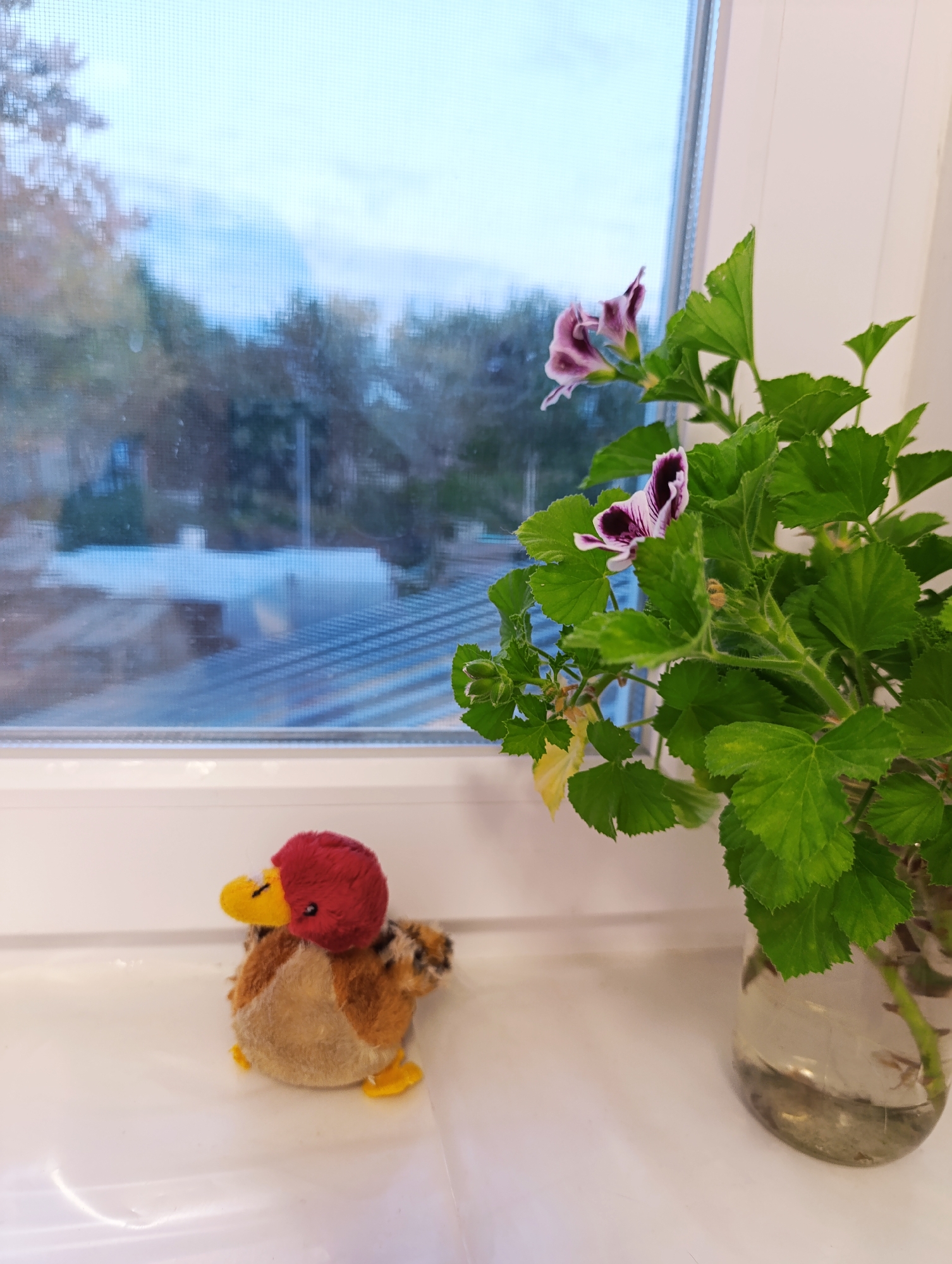 On a white windowsill in Unknown, Unknown, a plush toy duck with a red head, yellow beak, and brown body sits beside a glass jar containing a flowering plant. The plant features green leaves and purple and white striped flowers. Behind the objects is a window with a view of trees and buildings through a screen. The scene appears to be indoors, likely within a home.
