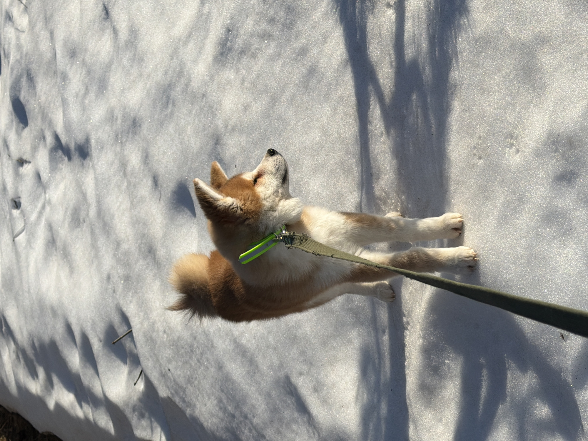 A Shiba Inu puppy lies in the snow in Chaikovsky, Russia. The dog has a light brown head and a reddish-brown body with white paws. It wears a neon green collar attached to a leash. The dog is lying on its stomach and looks up with its head tilted back. The snow is uneven, with shadows from trees and objects.