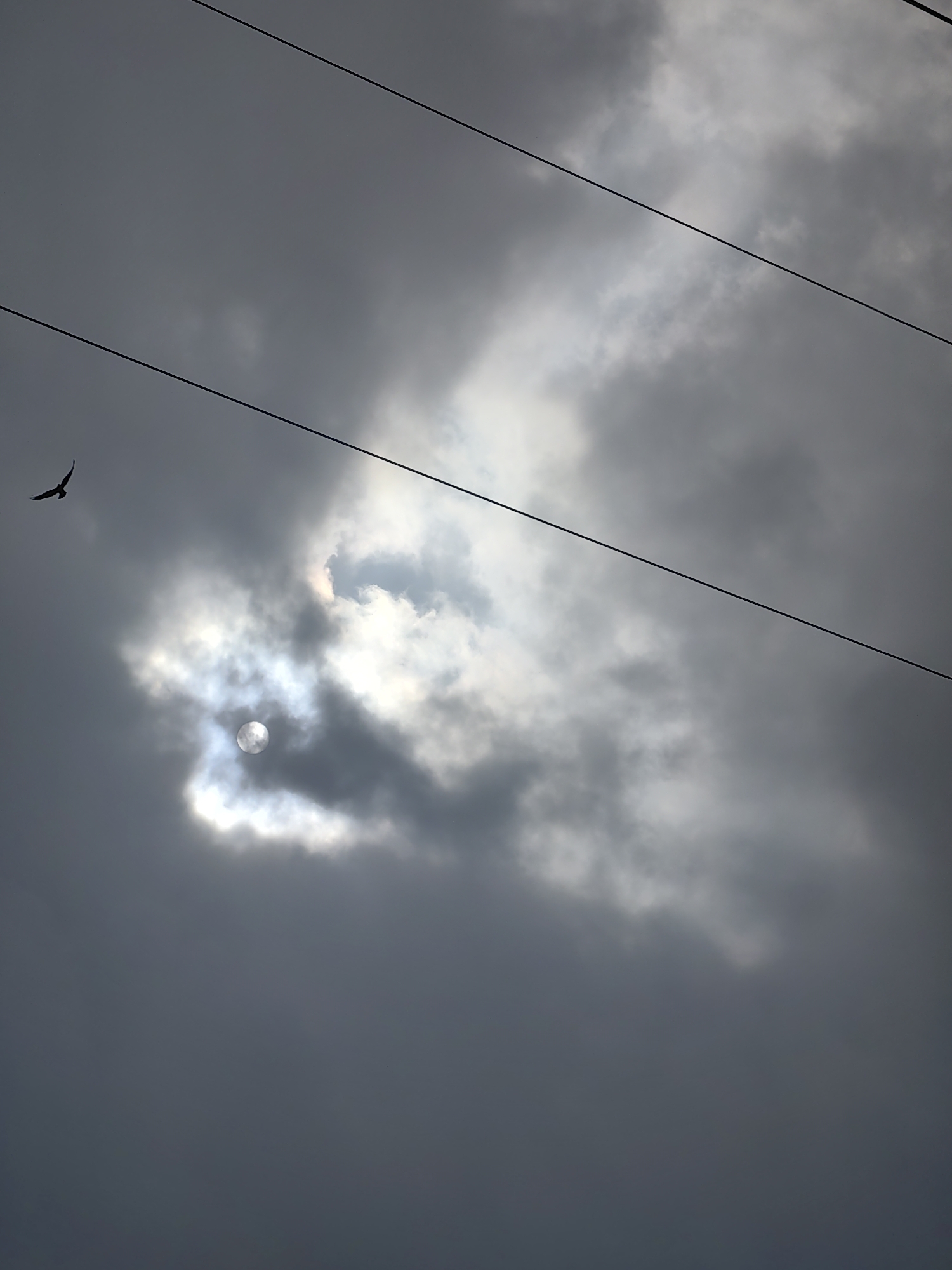 A bird flies in the sky over Delhi, India. The sun is partially obscured by clouds, creating a luminous halo effect. Three power lines stretch across the frame from left to right. The clouds are dark and heavy, suggesting an impending storm or overcast conditions. The bird is a dark silhouette against the bright sky. The overall mood of the image is dramatic and somewhat ominous due to the contrast between the light and dark elements.