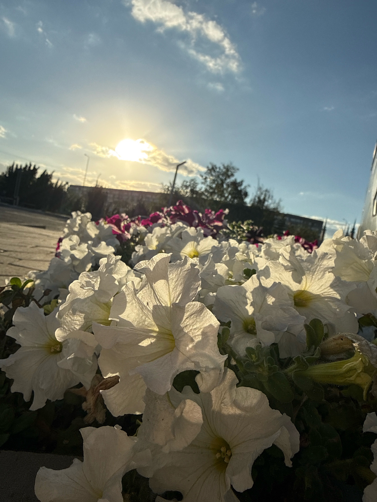 The image depicts a cluster of white petunias in the foreground, with hints of purple petunias behind them. The flowers are illuminated by the sun, which is partially obscured by clouds and appears low in the sky, suggesting either sunrise or sunset. The background shows trees and a building, indicative of an urban or suburban environment. The ground appears to be paved, possibly a sidewalk or parking lot. There are streetlights visible in the distance. No people are present in the frame. The overall lighting suggests a pleasant outdoor setting. The image is likely taken in Pavlodar, Kazakhstan, given the context.