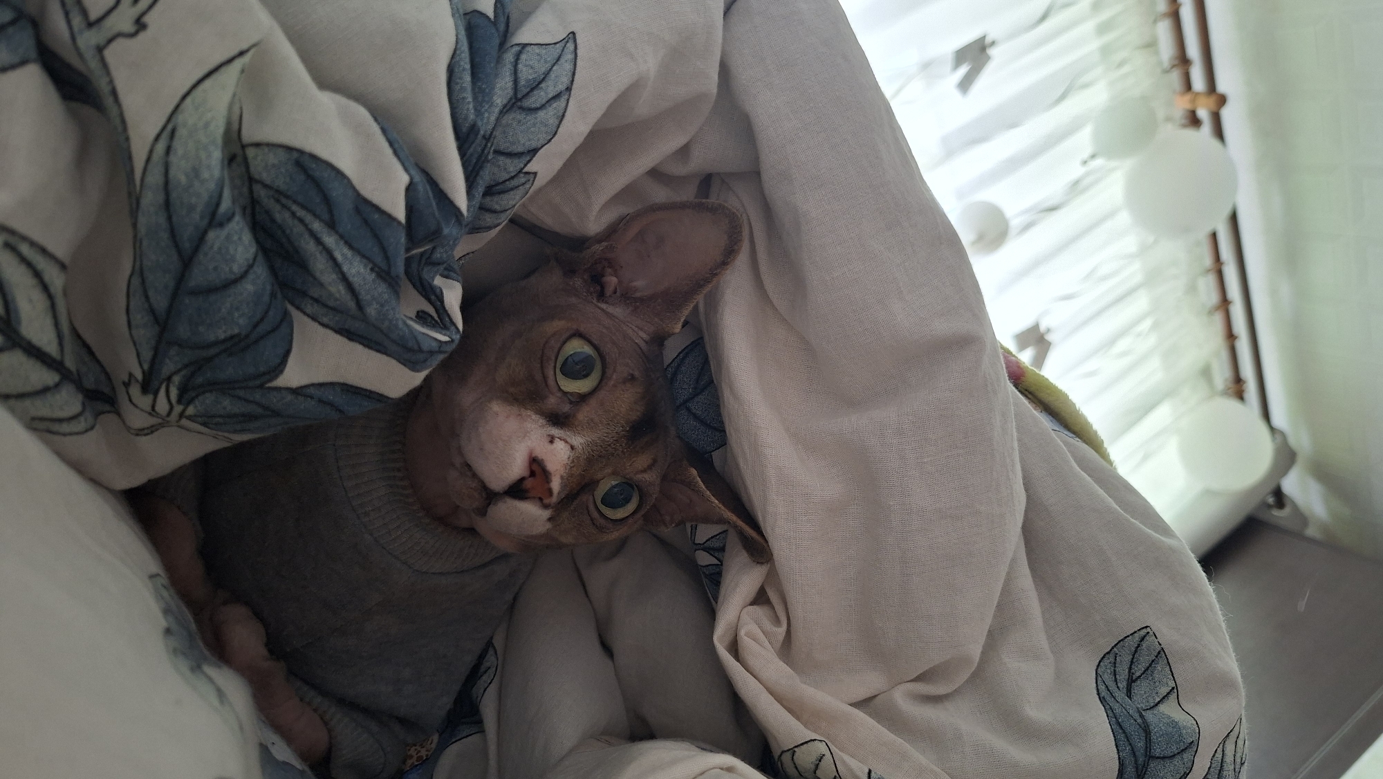 This is a close-up, eye-level, indoor shot of a Sphynx cat wearing a grey sweater, nestled in a bed with white and blue floral patterned sheets. The cat's large, green eyes are wide and looking upwards and to the right. The cat's ears are prominent and pointed. The background shows sheer white curtains and some blurry, round objects, possibly decorative balls or lights, hanging near a window. The lighting is soft and diffused, suggesting it might be daytime. There are no people visible in the image. The location is stated to be in the city of Myadzyel, Belarus.