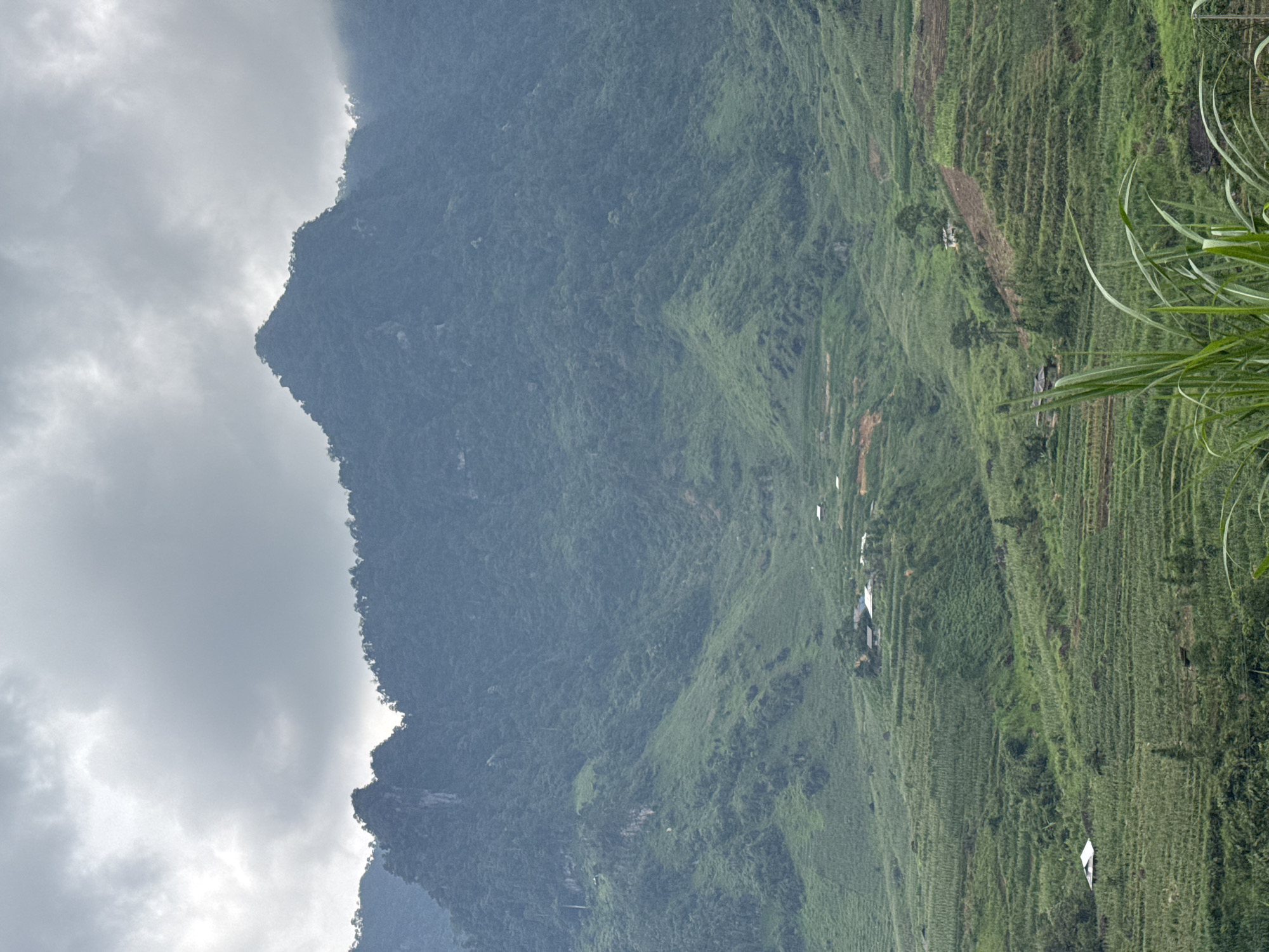 The image presents a vast, panoramic view of a mountainous landscape, likely a valley or a mountain slope, under a cloudy sky. The photograph, which appears to be rotated 90 degrees from its intended landscape orientation, shows a dramatic contrast between the rugged natural mountain and the human-modified agricultural land.
On the left side, a prominent, dark green mountain rises steeply, its peaks partially shrouded by thick, light grey clouds that dominate the upper sky. The mountain's surface is densely covered with trees and vegetation, giving it a lush yet formidable appearance. The jagged contours of the mountain ridge are clearly visible against the bright sky.
The right side of the scene is characterized by extensive terraced agricultural fields that meticulously carve into the terrain. These vibrant green terraces stretch across the mid-ground and foreground, forming a striking pattern of horizontal lines that follow the natural slope. Scattered among these cultivated fields are several small, light-colored structures, likely houses or sheds, indicating human settlement within this agricultural setting. In the extreme right foreground, blades of long green grass partially frame the view.
The weather appears overcast, with soft, diffused light suggesting a cloudy or possibly humid day. The overall impression is one of natural grandeur combined with human endeavor in a remote or rural setting. No people or visible text are present in the image. The terraced fields are a strong geographical indicator, characteristic of mountainous agricultural regions such as Minh Sơn Commune, Vietnam.
