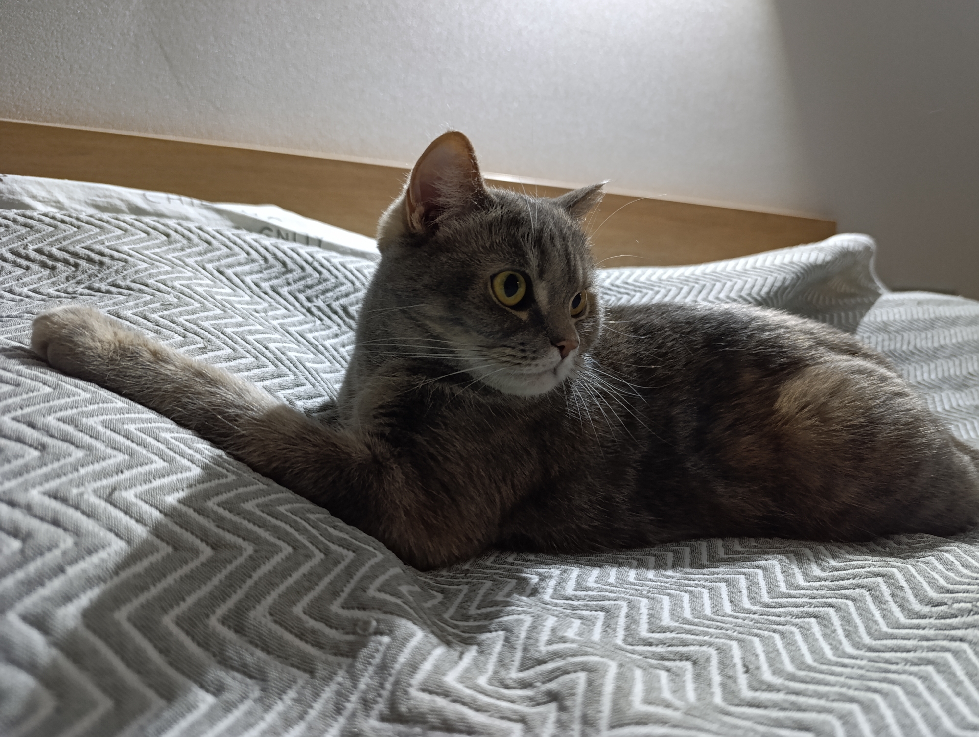 A gray tabby cat is lying on a gray and white chevron-patterned bedspread. The cat has yellow eyes and is looking to the right. The background includes a light-colored wall and a wooden headboard. There is no information given that places the location in Chaikovsky, Russia.
