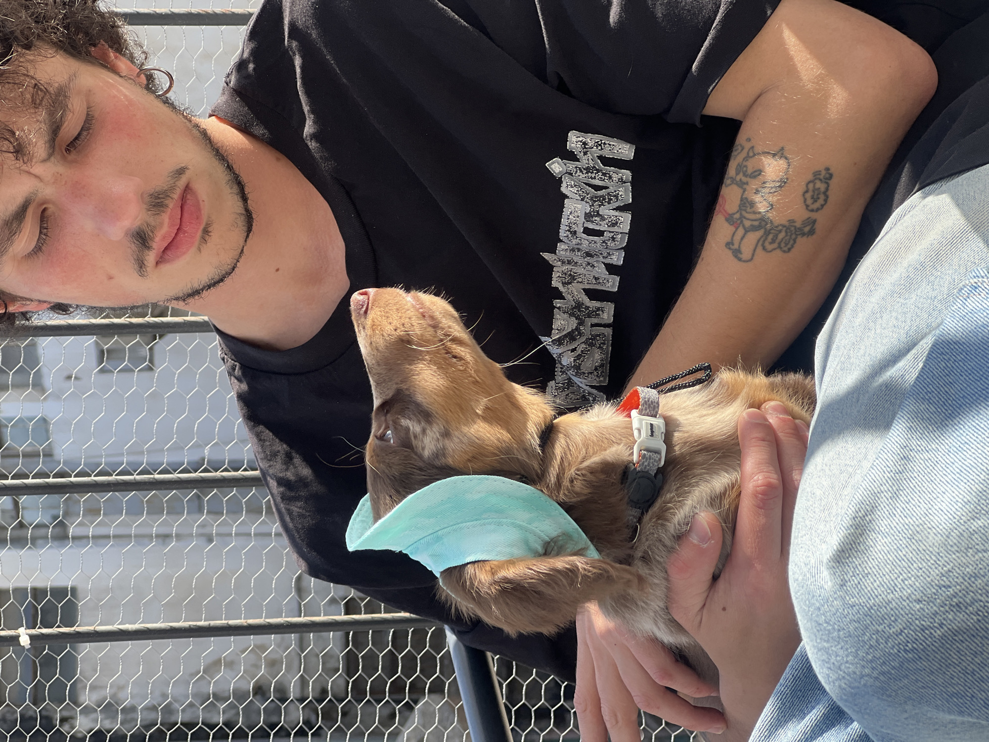 This image depicts a young adult male holding a small puppy in an outdoor, brightly lit setting in Tel-Aviv, Israel. The male has dark curly hair, a thin mustache, and a short beard. He wears a black t-shirt with a textured silver graphic design on the chest, light blue denim jeans, and a silver hoop earring in his right ear. A black-outlined tattoo of a cartoon figure amidst clouds is visible on his left forearm. His hands are positioned around the puppy, which is a brown and white mottled breed with a pink nose, looking upwards and slightly right. A light blue fabric covering is placed over the puppy's left ear. The puppy wears a grey and orange collar with a white buckle displaying the brand "dogsee". The background features a hexagonal wire mesh fence, behind which a white urban building with multiple windows is visible under clear daylight conditions.
