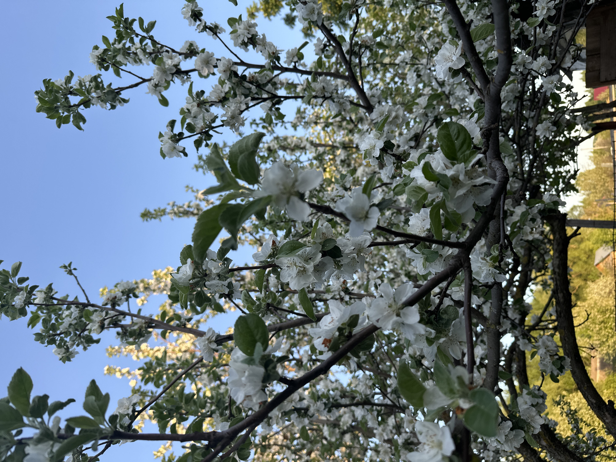 The image shows a tree in full bloom with white flowers and green leaves, branches reaching towards a clear blue sky. The perspective is from below, looking up into the tree. In the background, out of focus, is a building and other trees. The location appears to be outdoors. It's difficult to confirm the exact location as Эстачи, Russia, without additional context, but nothing in the image definitively contradicts it.