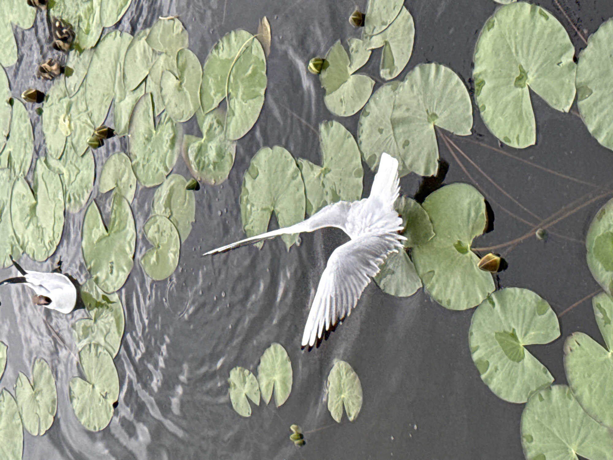 The image captures a serene body of water, likely a pond or a slow-moving river, teeming with lily pads. The water's surface is disturbed by gentle ripples, suggesting a light breeze or movement within the water. Several lily pads, predominantly in various shades of green, float on the surface, some fully open and others as closed buds. The scene is populated by wildlife; at least two adult seagulls are visible. One is standing on a lily pad in the upper left portion of the image, while another is in mid-flight, its wings outstretched, gracefully positioned over the lily pads in the center of the frame. In the upper right section of the image, a small group of ducklings are swimming near the water's edge. The overall ambiance is tranquil and natural, depicting a peaceful moment in a wetland environment. The location is Votkinsk, Russia.