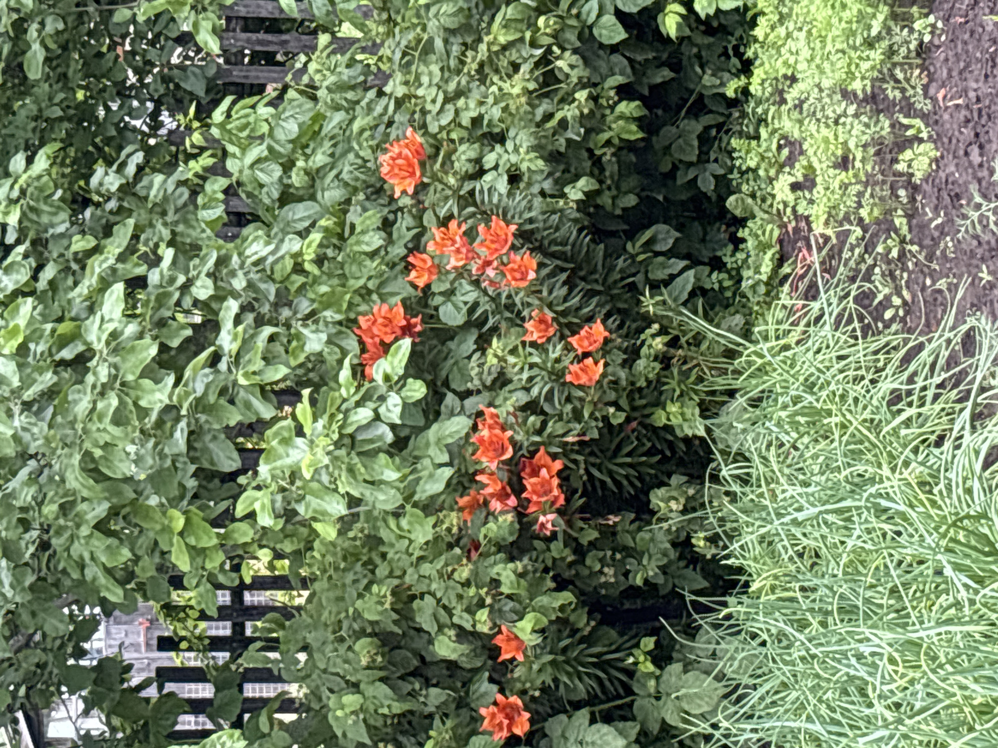 The image depicts a close-up view of a garden, possibly in Ильпанур, Russia, with an emphasis on lush greenery and vibrant orange flowers. In the foreground, a dense cluster of thin, green, grass-like plants, likely chives or green onions, fills the lower left portion of the frame. Beyond these, a patch of darker soil is visible, with scattered small green seedlings. The middle ground is dominated by a profusion of green leaves, interspersed with numerous bright orange flowers. These flowers, appearing to be roses or a similar double-petaled variety, are scattered throughout the foliage, adding pops of color to the scene. In the background, a dark wooden fence is partially obscured by the dense vegetation. The overall impression is one of a thriving, well-maintained garden in bloom. There are no people or animals visible in the image.