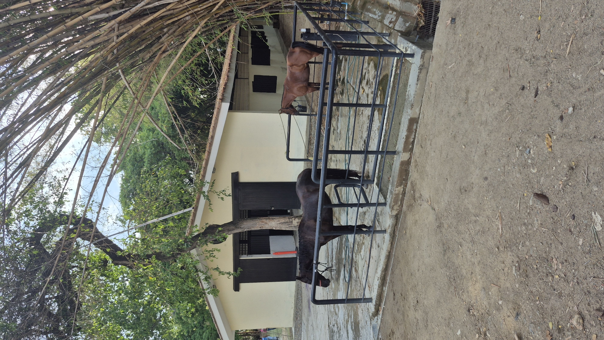 The image depicts two horses within fenced enclosures next to a light yellow building. One horse is brown, and the other is dark-colored. The enclosures are constructed of black metal railings. A bamboo structure partially obscures the view from the top left corner. A tree grows between the building and the enclosure of the dark-colored horse. The ground is a mix of concrete and dirt. The location appears to be a stable or animal enclosure setting. The image may be rotated, as the scene appears horizontal. The location is Valencia, Venezuela.