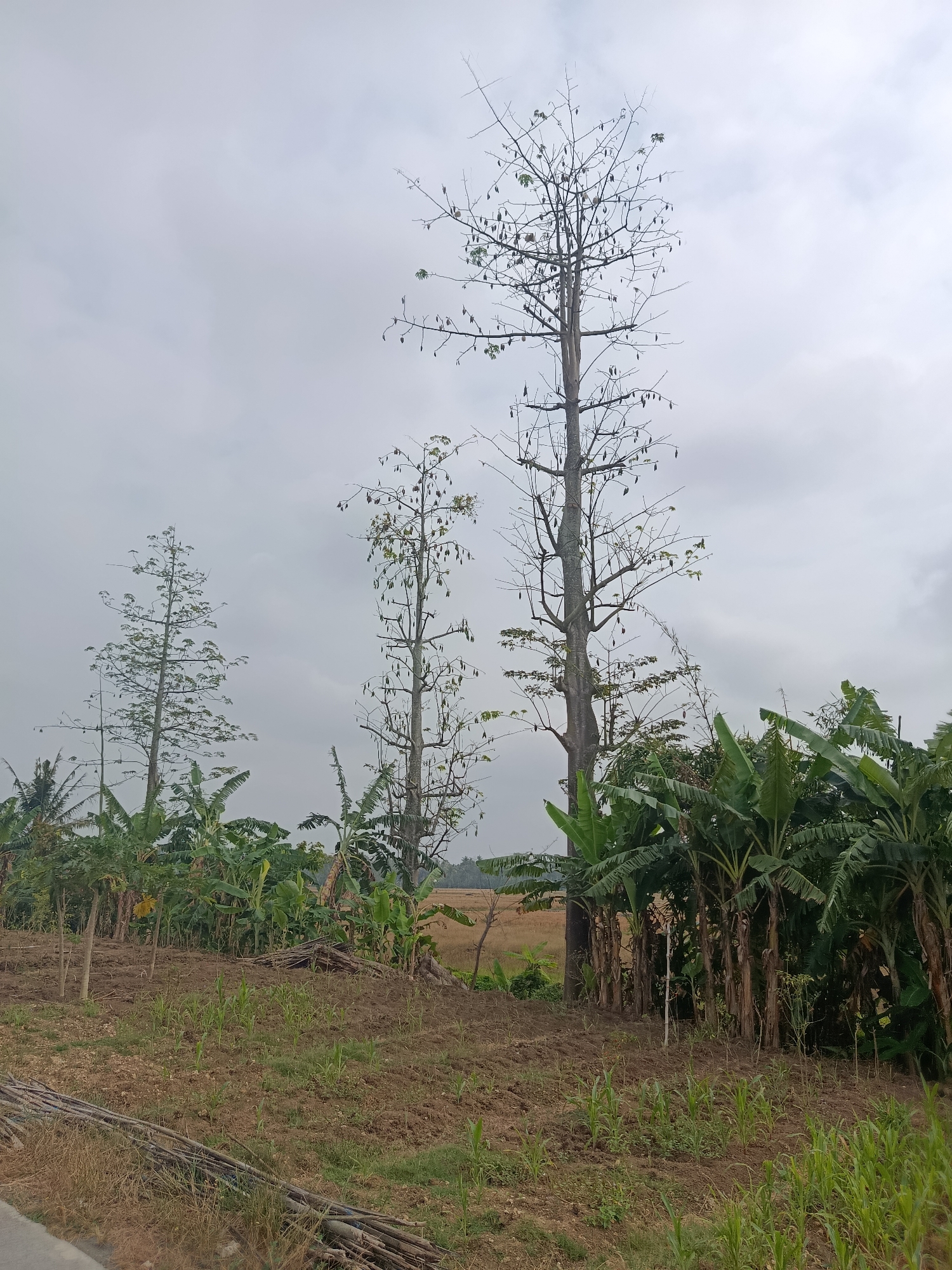 This is a photograph taken in a rural area of Bantarsari, Indonesia. The image captures a landscape dominated by vegetation and agricultural land under an overcast sky. In the foreground, a patch of tilled soil is visible with young green plants, likely a crop such as corn, emerging from the ground. To the left and right, piles of dried branches and straw are present.
Further into the scene, a dense line of banana trees forms a green barrier. Behind the banana trees, several tall, slender trees stand out. The tallest of these trees on the right is largely bare, with numerous seed pods hanging from its branches. To its left, a slightly shorter tree with a fuller canopy of green leaves is also visible, along with other similar trees in the background.
The ground transitions from the cultivated area to drier, yellowish fields further in the distance, suggesting a different stage of cultivation or growth. The overall environment appears to be agricultural, with a mix of different plant species and evidence of ongoing farming activities. The sky is uniformly grey, indicating cloudy or overcast weather conditions. No people or animals are present in the frame.