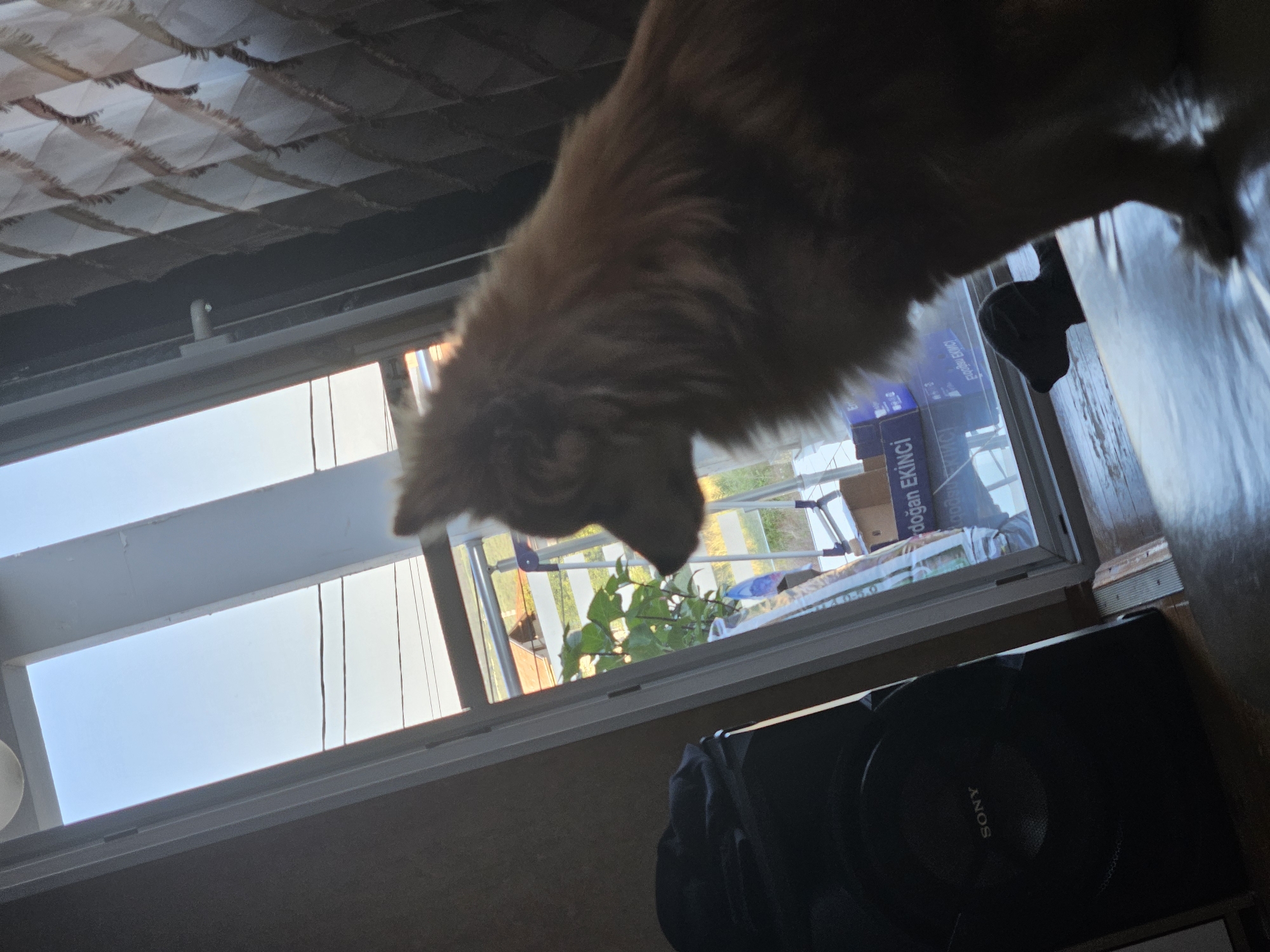 A medium-sized, long-haired, fluffy dog with reddish-brown fur sits in profile, facing right, near a window. The dog's head is turned slightly to the left, showing its profile. Its fur is thick and appears somewhat ruffled. The dog is positioned in the foreground, with a large black speaker to its left, bearing the "SONY" logo. Beyond the dog, a window or glass door reveals an outdoor scene with a blue sky, a green plant in a pot, and some structures. Curtains with a diamond pattern hang on the right side of the image. The overall lighting suggests it is daytime.