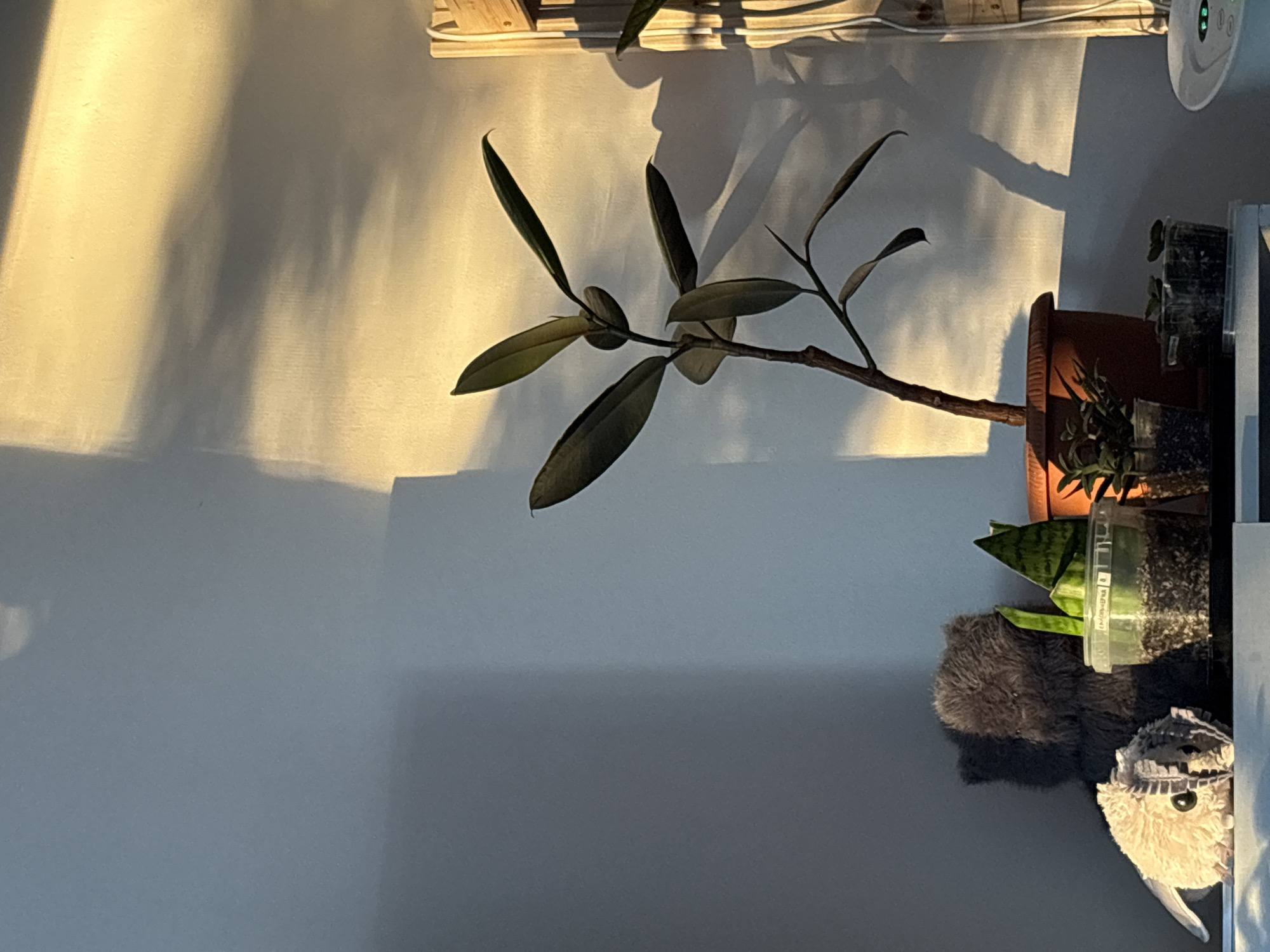 The image depicts an indoor scene within the city of Saint Petersburg, Russia. A light-colored wall serves as the background, illuminated by strong, directional sunlight entering from the right. This illumination casts a warm, golden hue on the upper right section of the wall and creates prominent, elongated shadows from objects onto the surface. The left side of the wall and objects are in cooler shadow.
On a flat surface in the foreground, from left to right, are several objects. A light-colored, textured stuffed animal with small dark eyes and a ribbed body rests on the far left. Behind it, a dark grey/brown fluffy stuffed animal is partially visible. To their right, a small plant with upright, triangular, variegated green leaves (Sansevieria sp.) is contained within a clear plastic pot filled with soil. This pot features a white label with Cyrillic text: "АМ СВЕРХЧЁРНА".
Further to the right, a larger plant with dark green, oval-shaped leaves and a brown stem (Ficus elastica sp.) grows from a round, terracotta-colored pot. Two smaller clear plastic containers, each holding soil and small plant propagations, are situated in front of the large terracotta pot.
On the far right side of the image, partially obscured, a wooden structure with vertical elements is visible. White cords descend vertically in front of this structure. In the bottom right corner, a portion of a white electronic device, featuring a digital display showing "F2" and multiple control buttons, is visible.