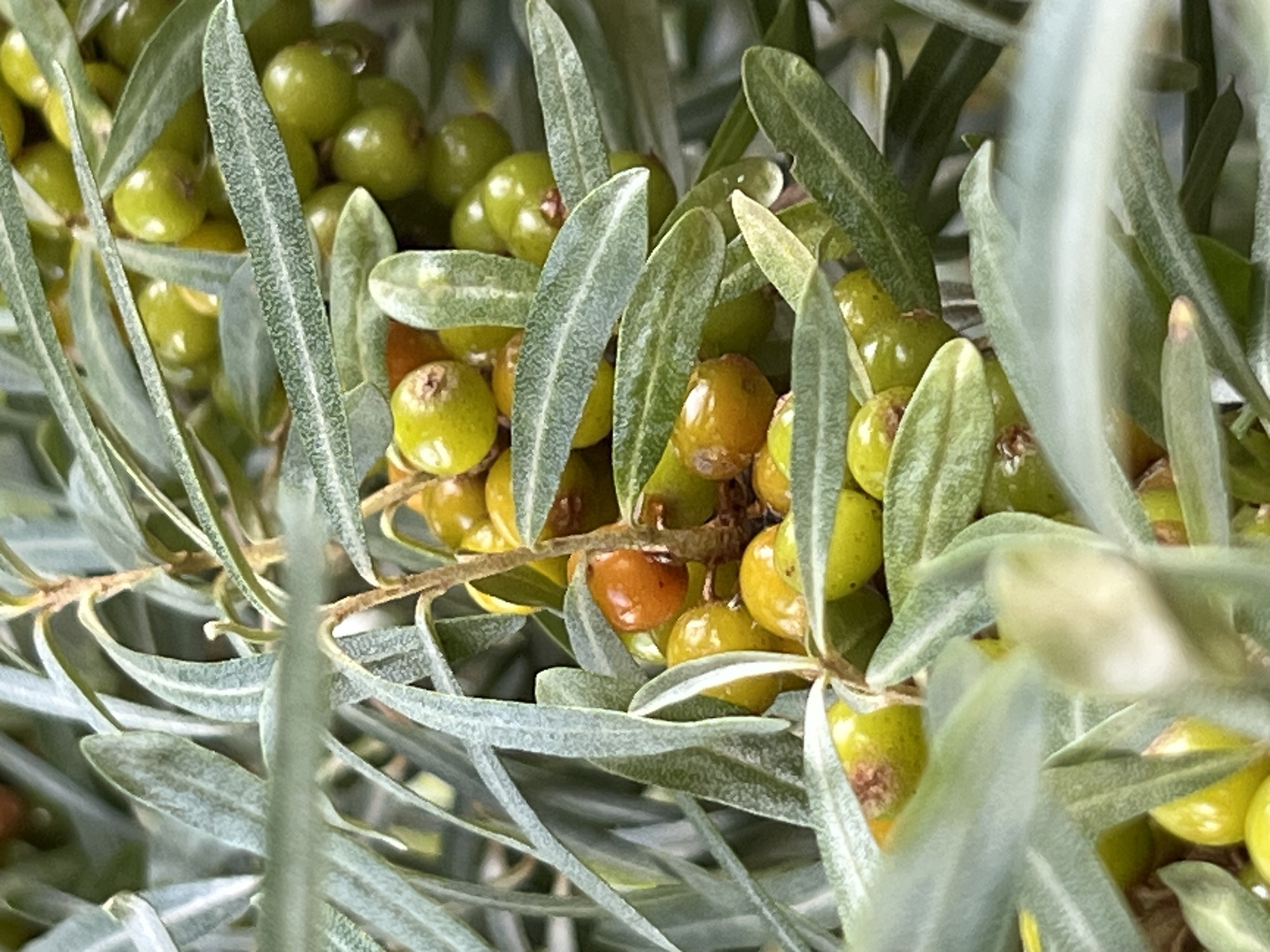 The image shows a close-up of a sea buckthorn bush with ripe berries and silvery-green leaves. The berries are a mix of bright green and orange-red, clustered on thorny branches. The leaves are long and slender, with a textured surface. The focus is on the natural details of the plant, with no human presence or urban elements visible. The scene is likely an outdoor natural setting, but specific location details within Chaikovsky, Russia are not discernable from the image.