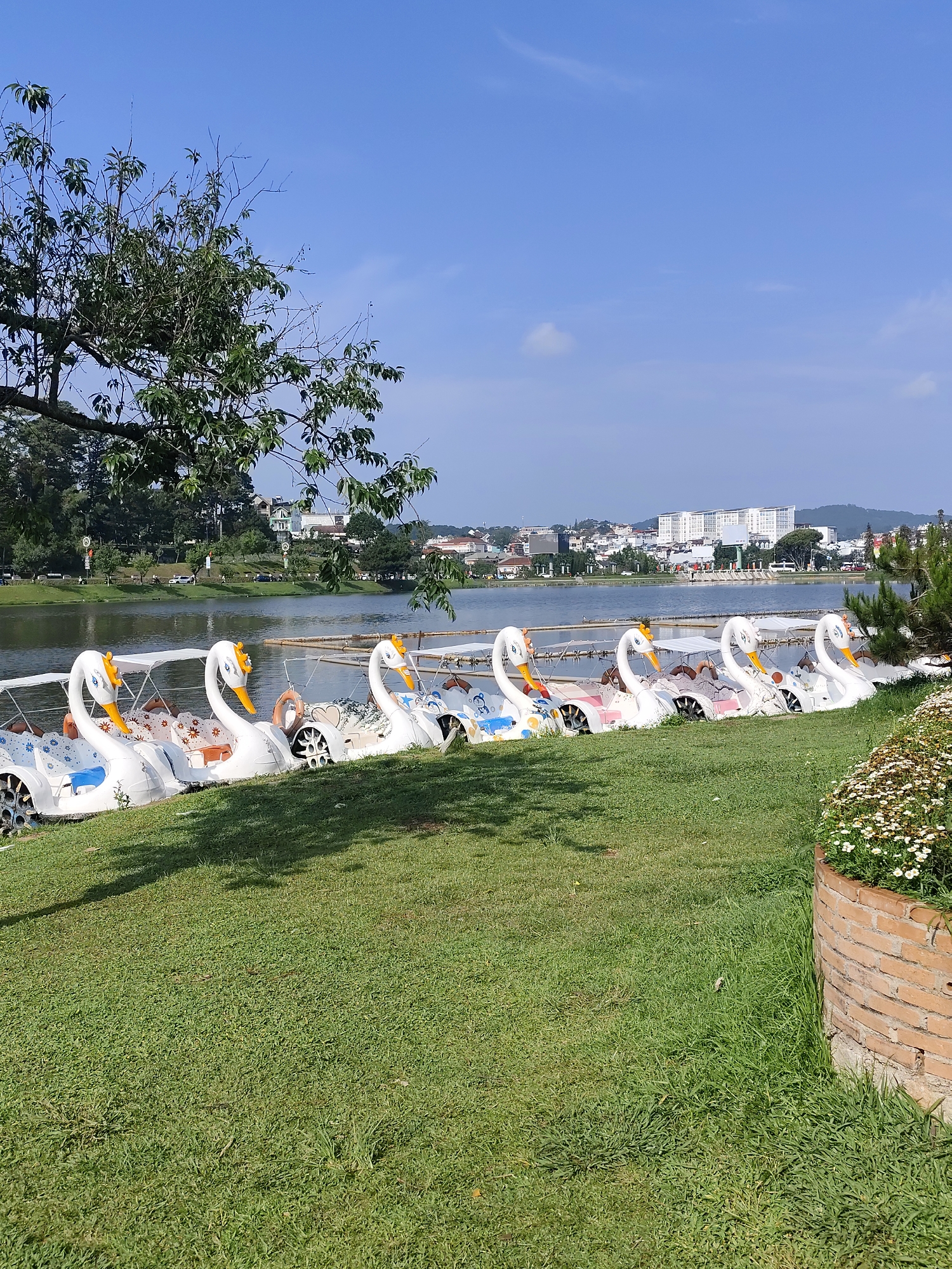 This image captures a bright and serene lakeside scene in Da Lat, Vietnam, likely at Xuan Huong Lake. The setting is a manicured park or recreational area on a clear, sunny day.
In the foreground, a vibrant green lawn slopes gently towards the water. On the right, a curved brick planter contains blooming small white flowers, adding a touch of floral beauty. Shadows from a large, leafy tree, which partially frames the upper left corner of the image, fall across the grass.
The main subjects in the midground are a neat row of about nine white, swan-shaped pedal boats, parked on the grassy bank right at the edge of the lake. Each boat features a yellow beak and crown, with some displaying blue or orange accents. They appear ready for visitors, indicating a popular leisure activity.
The tranquil lake stretches beyond the boats, reflecting the clear blue sky. On the opposite shore, a cityscape is visible, with various buildings, including what appears to be a larger, modern complex, interspersed among lush green trees and hills.
The image conveys a peaceful atmosphere, suitable for relaxation and recreation. The bright, cloudless sky suggests pleasant weather, likely late morning or early afternoon. No people are visible, and no discernible text appears in the image.