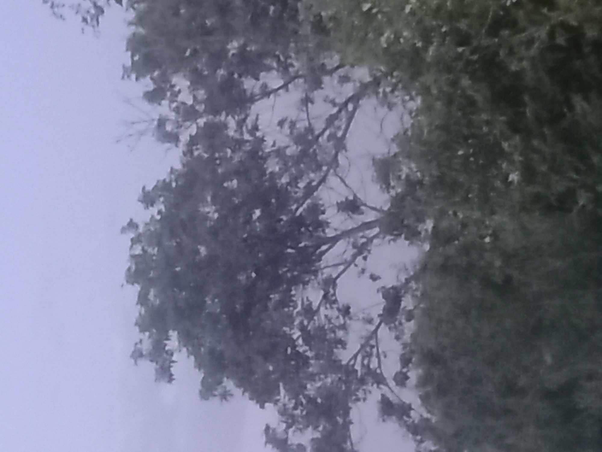The image shows a close-up view of trees and foliage against a cloudy, overcast sky. The branches of several trees are visible, with dense green leaves and some bare branches interspersed. The foreground is filled with a dark, textured mass of greenery, likely more trees or shrubs. The overall scene is muted in color due to the overcast conditions. The image does not contain any discernible elements that would place it specifically within the city of Қозыкеткен ауылдық округі, Kazakhstan, or any other urban environment. It appears to be a natural outdoor scene.