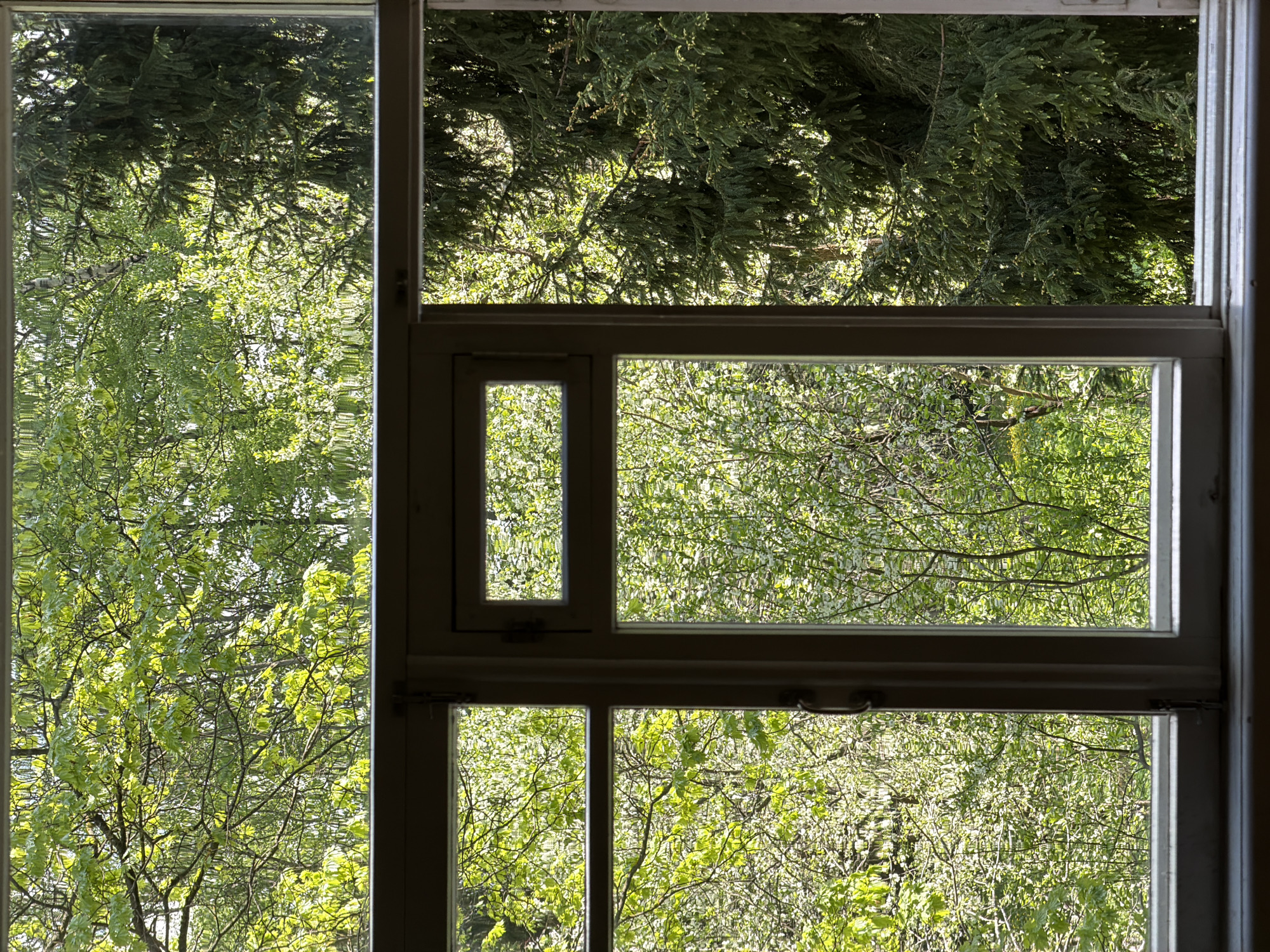 The image depicts a view through a multi-pane window. Outside, there is a dense arrangement of trees with green foliage visible through each pane. The top section of the window frame features evergreen tree branches. The window frame is light colored. The location is unspecified; there is no evidence in the provided image to indicate that it is in Vnukovo, Russia.