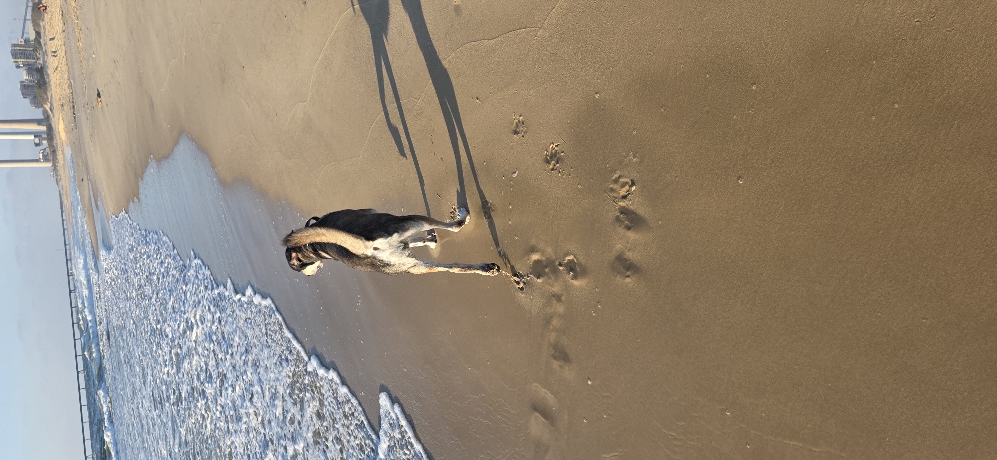 An overhead, eye-level shot captures a dog walking on the beach in Hof Ashkelon Regional Council, Israel. The dog, a medium-sized breed with tan and black fur, walks away from the camera toward the ocean. Its tail is held high and curved to the side. The dog’s paws have left imprints in the wet sand. The ocean waves gently lap the shore, creating white foam on the tan sand. In the distance, the Ashkelon power station’s smokestacks are visible, as well as a pier extending into the water. The sky is clear with a faint haze.
