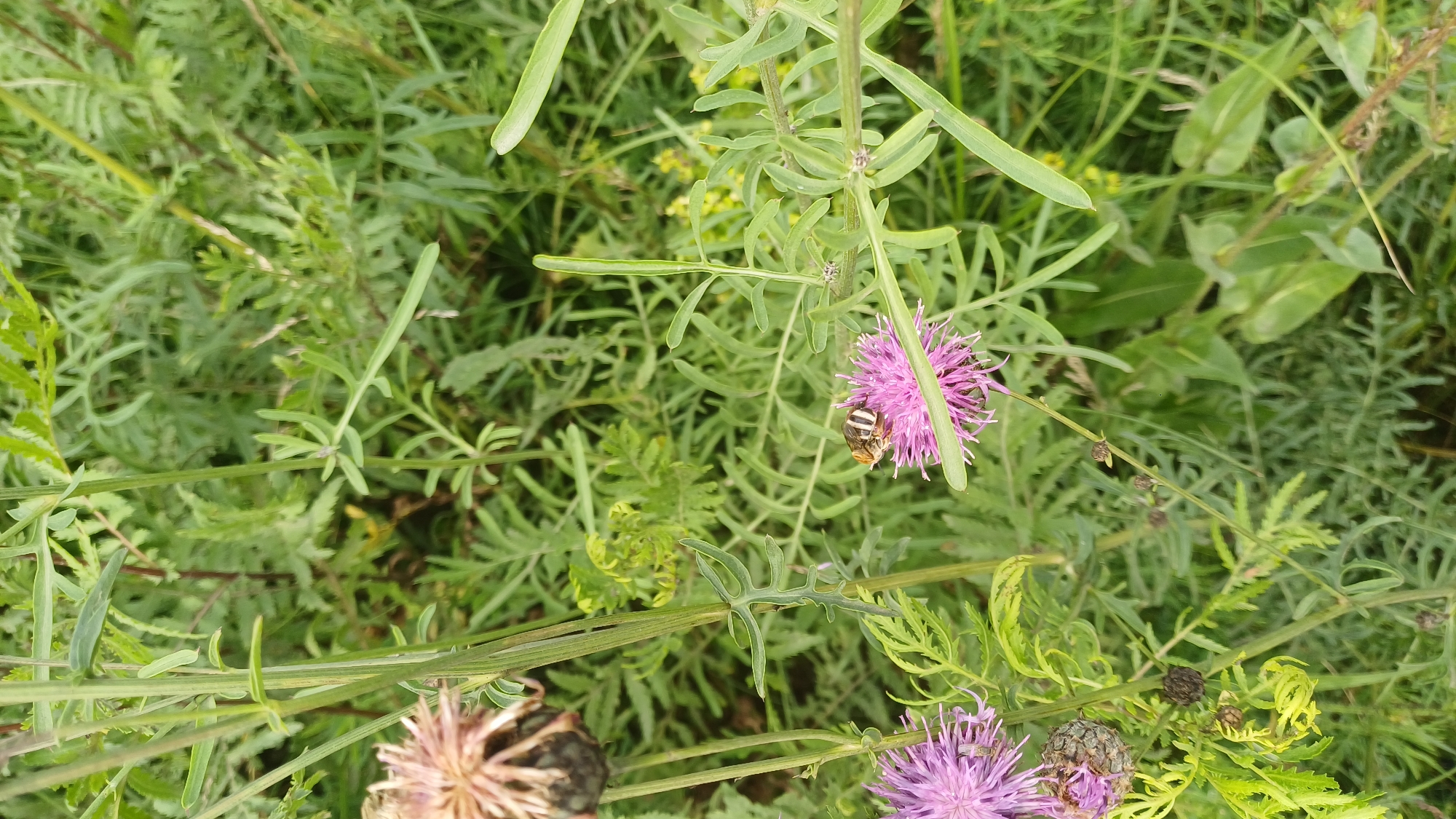 This is a vertical, medium-shot, eye-level photograph taken in the city of Pirogovo, Russia. The image captures a close-up view of a field with various plants and a bee. In the foreground, a pink thistle-like flower is in focus, with a bee perched on its petals. The bee has a striped abdomen and is positioned facing left. To the left of this flower, another similar flower, appearing somewhat wilted and brownish, is visible. Several thin, green stems with delicate leaves are scattered throughout the frame. The background consists of dense, green foliage with varying textures, suggesting a natural, overgrown environment. The lighting appears to be natural daylight, illuminating the scene without harsh shadows.