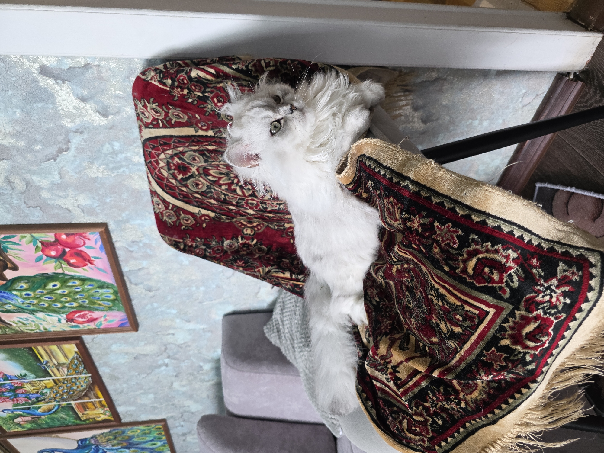 A fluffy white cat with green eyes is lying on a chair covered with a patterned rug. The cat is in the center of the image, facing to the right. The chair is upholstered in red fabric and has a patterned rug draped over it. The rug has a red, black, and gold design with tassels. In the background, there is a wall with textured wallpaper, and on the wall, there are three framed paintings of peacocks and pomegranates. To the left of the chair, a gray sofa is partially visible. The floor is made of dark wood. The scene is indoors, likely in a residential setting. The photograph was taken in Novocheboksarsk, Russia.
