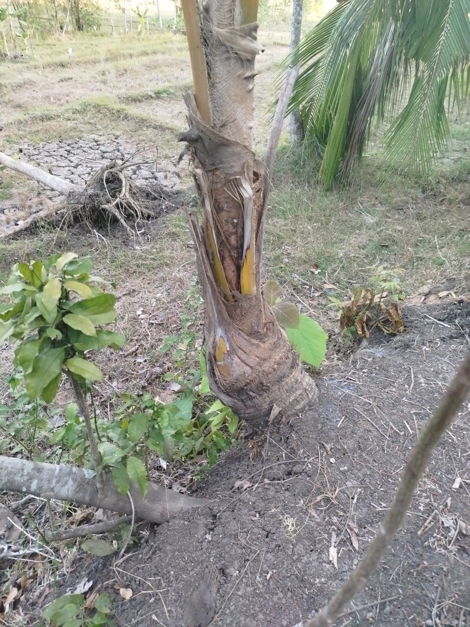 The image depicts a close-up view of a damaged palm tree trunk in what appears to be a rural outdoor environment. The trunk is split and decaying, with exposed inner wood and yellowing material. Surrounding the trunk is dry, cracked earth, scattered dry leaves, and sparse grass. To the left of the trunk, a small green plant with numerous leaves grows. In the background, more vegetation is visible, including what looks like a coconut palm with long green fronds and a dry, barren field with what could be tilled soil and debris. The scene is consistent with an area experiencing drought or severe environmental stress. There are no people or animals visible in the image. The lighting suggests it is daytime, possibly late afternoon or early morning due to the soft light. The location is not specified as Pencil, Indonesia.