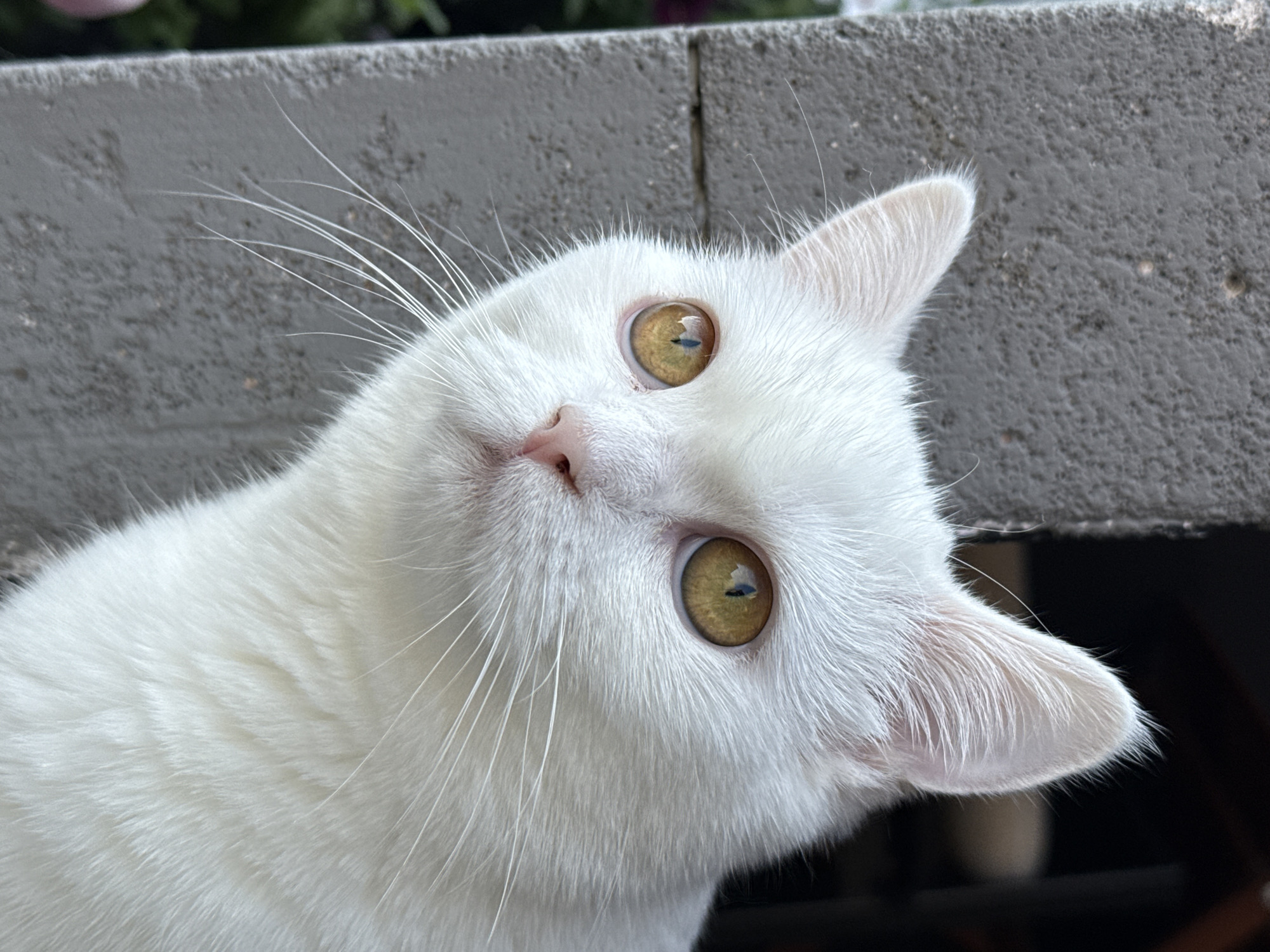 A close-up, eye-level shot shows the head and chest of a white cat with striking yellow eyes. The cat is looking to its left, with its gaze directed slightly upwards. Its fur is fluffy and appears to be clean. The cat's ears are pointed and alert, with fine hairs visible on the edges. Its nose is a delicate pink.
The cat is positioned in front of a rough, gray concrete surface, which occupies the left and background of the image. The texture of the concrete is grainy and appears to be part of a wall or structure. To the right of the cat, the background is dark and out of focus, suggesting an indoor or shaded area. Faint hints of greenery are visible to the far left, near the concrete. The lighting is natural, creating soft shadows and highlighting the cat's features.