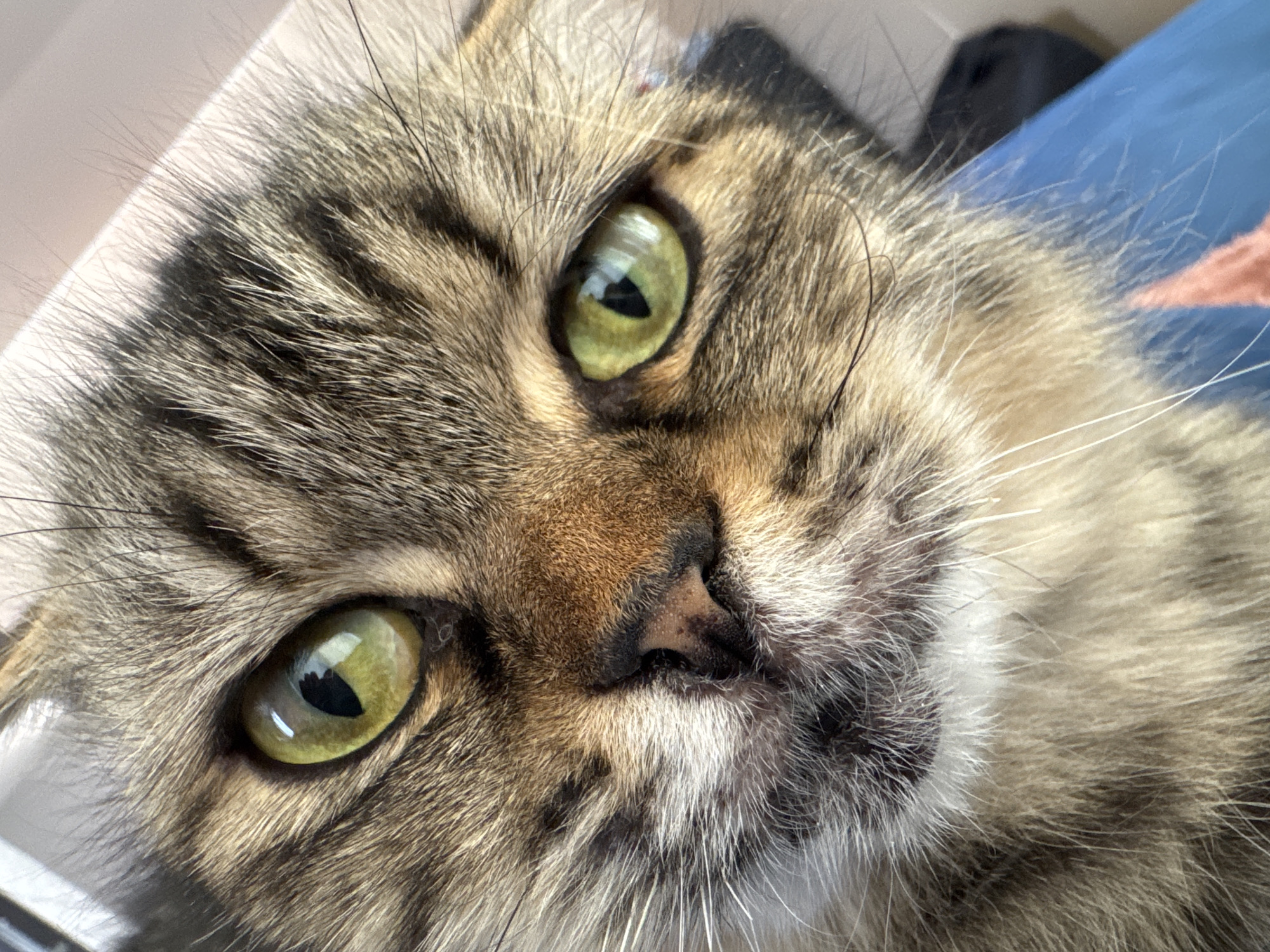 A close-up, angled shot of a tabby cat's face fills the frame. The cat has green eyes and a brown and black striped coat. Its nose is brown with some pink spots. Long white whiskers are visible. The background is blurred but includes a light-colored surface and what appears to be a blue object. The location is Ждановіцкі сельскі Савет, Belarus.