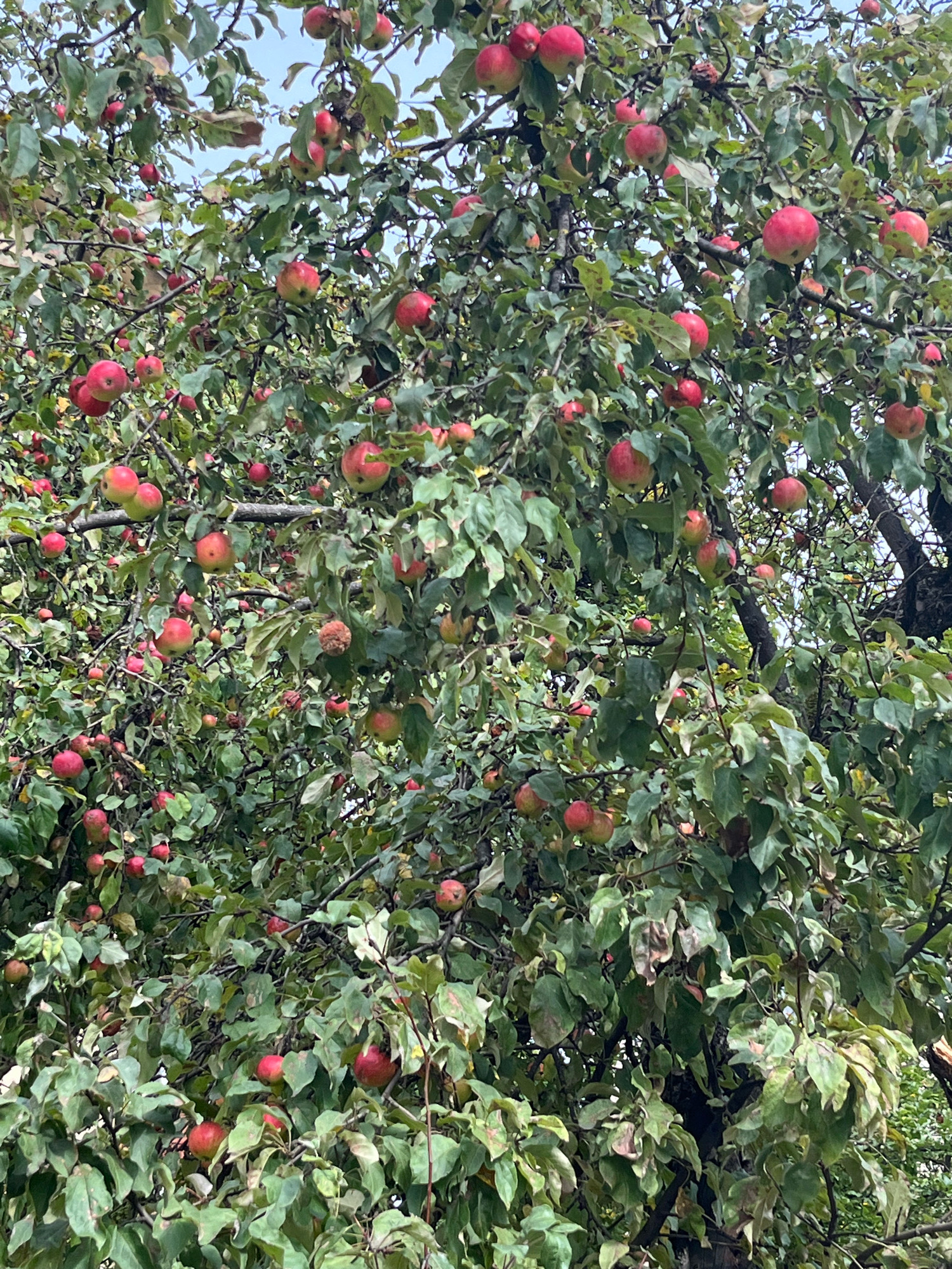 An apple tree laden with ripe, red apples is visible in an outdoor setting, likely a garden or orchard, under an overcast sky. The image focuses on the dense foliage and the fruit, with no people or specific urban landmarks of Kaunas, Lithuania, identifiable. The scene appears natural and somewhat rustic, with a focus on the bounty of the tree.