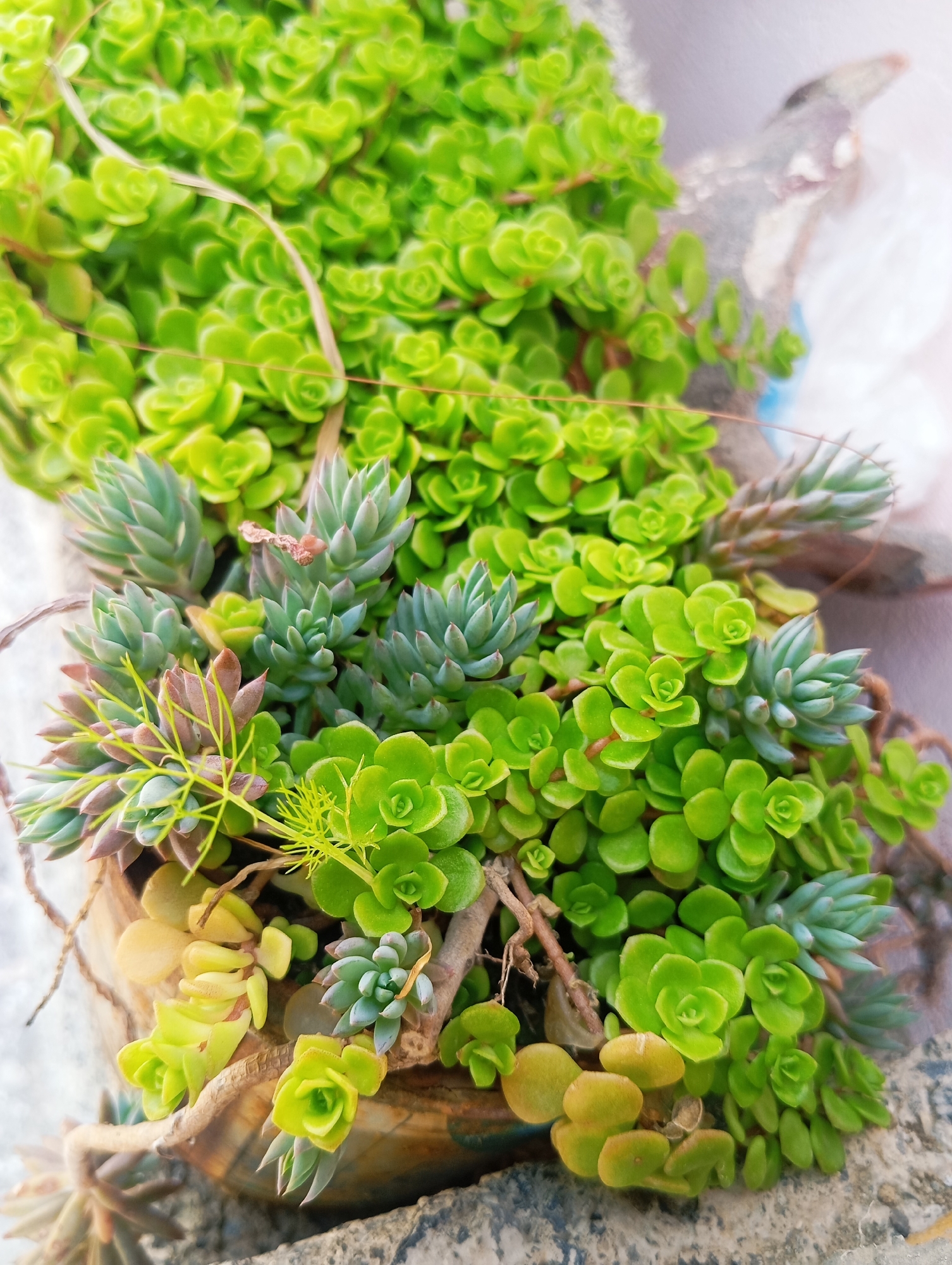 A close-up, high-angle view depicts an arrangement of various succulent plants thriving in a shallow, irregularly shaped container, resting on a textured, light gray surface within the city of Unknown, Unknown. The container, appearing to be crafted from wood or bark-like material, displays intertwined brown, fibrous elements. The primary plant species consists of densely clustered, small, bright green succulents with rounded leaves forming compact rosettes, dominating the upper and central portions of the scene. Interspersed among these are several clusters of blue-green succulents characterized by more elongated, pointed leaves. Additional plant forms include yellowish-green succulents with broader, flattened leaves and delicate, bright green, feathery fronds. The background is softly blurred, showing light tones and a faint, darker, indistinct object in the upper right quadrant. No people or actions are observed.
