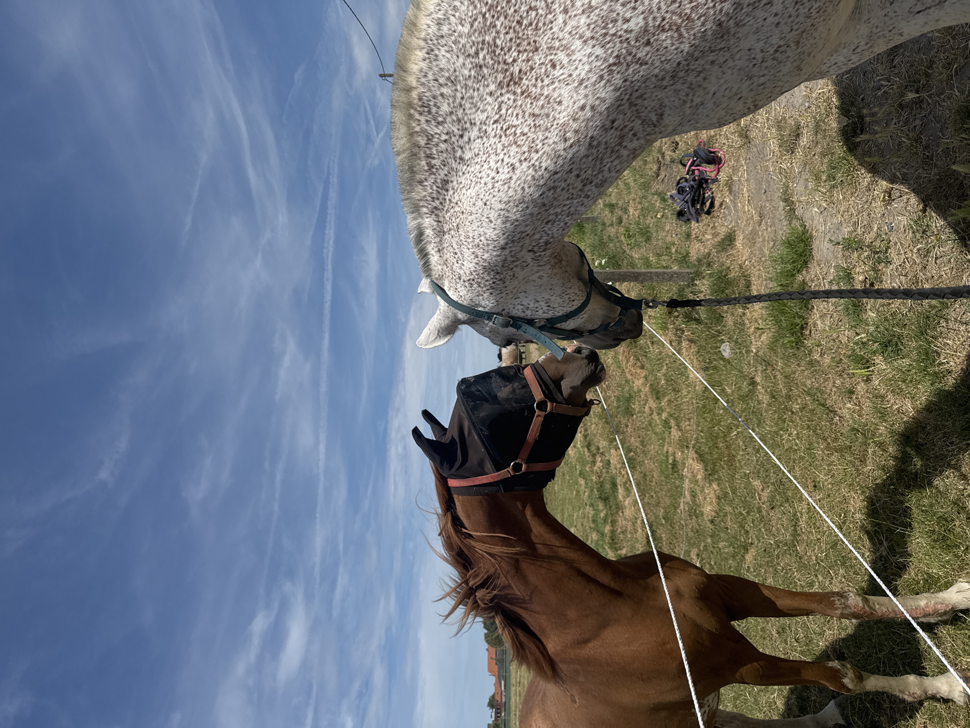 This image depicts two horses interacting in an outdoor enclosure. The horse on the left is a solid brown color and is wearing a black fly mask that covers its eyes and ears, with red accents around the bridle. The horse on the right is white with numerous small dark spots, commonly known as a grey or dappled horse. It is wearing a teal-colored halter. The horses are positioned face-to-face, suggesting a moment of interaction or communication.
The environment is a grassy field with some dry patches, indicating it might be summer or a dry season. A white electric fence runs horizontally across the foreground, separating the viewer from the horses. In the background, there are buildings with terracotta-colored roofs, consistent with rural architecture. The sky is a vibrant blue with scattered white, wispy clouds. A wooden post and wire are visible, suggesting the boundaries of the enclosure. On the ground near the post, there is a pile of horse tack, including bridles and reins, one of which has pink accents. The image appears to have been taken in Estaimpuis, Belgium, based on the architectural style and landscape. No people are visible in the frame.