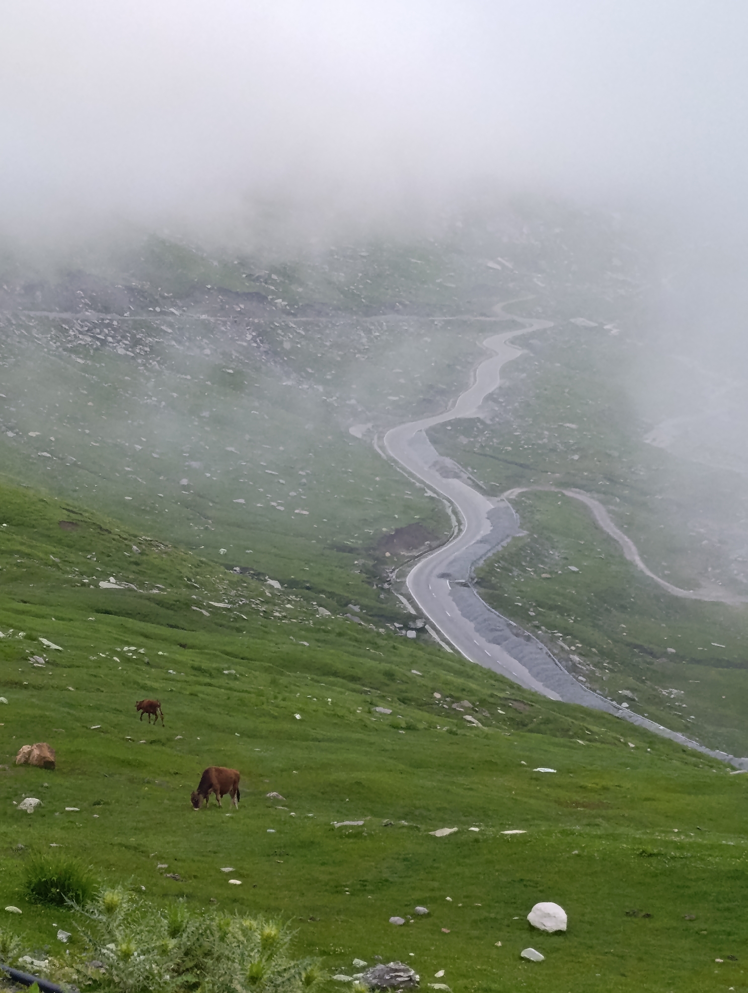 A scenic view of the Rohtang Pass road in Marhi, India, shrouded in mist. The winding asphalt road is visible snaking through a grassy mountainside. Several brown cows are grazing on the green slopes, with one standing in the mid-ground and another further up the hill. Large rocks are scattered across the terrain. The sky is obscured by thick fog, creating a soft, diffused light.