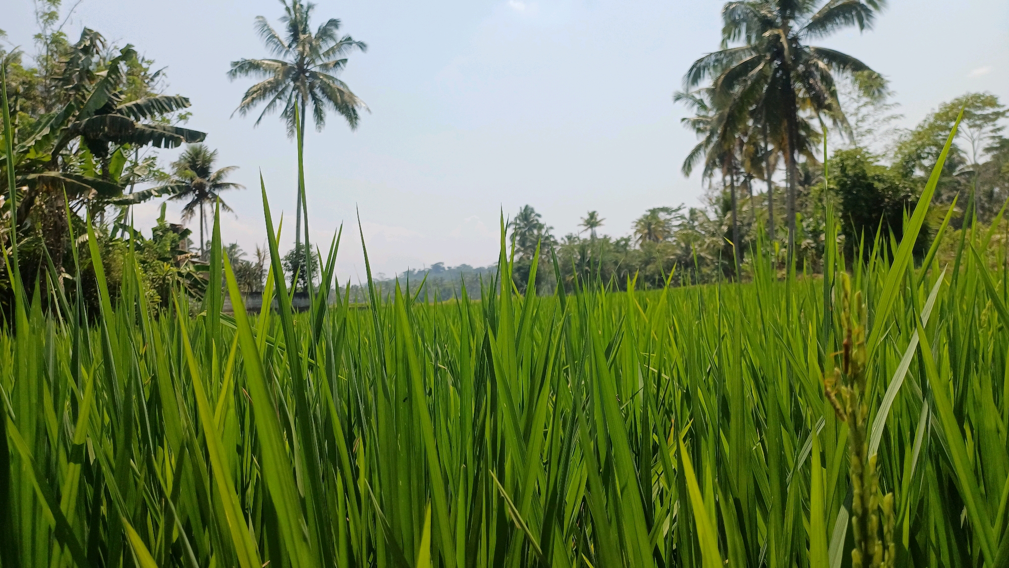 The image depicts a lush, green rice paddy field in the village of Pringsurat, Indonesia. In the foreground, the tall, vibrant green stalks of rice dominate the frame, creating a dense, natural curtain. The camera is positioned low, emphasizing the texture and uniformity of the crop.
Beyond the paddy, a line of tropical trees, including several prominent coconut palms, stretches across the horizon. Their slender trunks and feathery fronds are silhouetted against a pale, hazy sky, indicating a bright, possibly warm, day. The background is dotted with more foliage and hints of distant hills, suggesting a rural and agricultural landscape. The overall impression is one of natural abundance and serene countryside. There are no people or animals visible in the image.