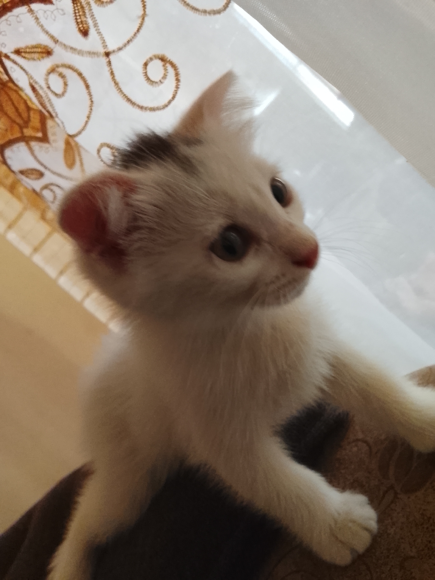 A close-up, slightly blurred, eye-level shot captures a young, white and light brown patterned cat. The cat is positioned towards the left of the frame, looking to the right with wide, dark eyes. Its pink ears are visible, and a small patch of dark fur is present on its head. The cat's paws rest on a patterned brown surface, possibly upholstery, which is also partially visible in the lower right of the image. Behind the cat, on the left, is a section of cream-colored curtains with an ornate, swirling pattern in brown and gold. To the right of the curtains, a bright light source illuminates the background, creating a washed-out, bright white area. The overall environment suggests an indoor setting, with natural light filtering in. There is no indication of the specific location within Kasri Arifan, Uzbekistan.