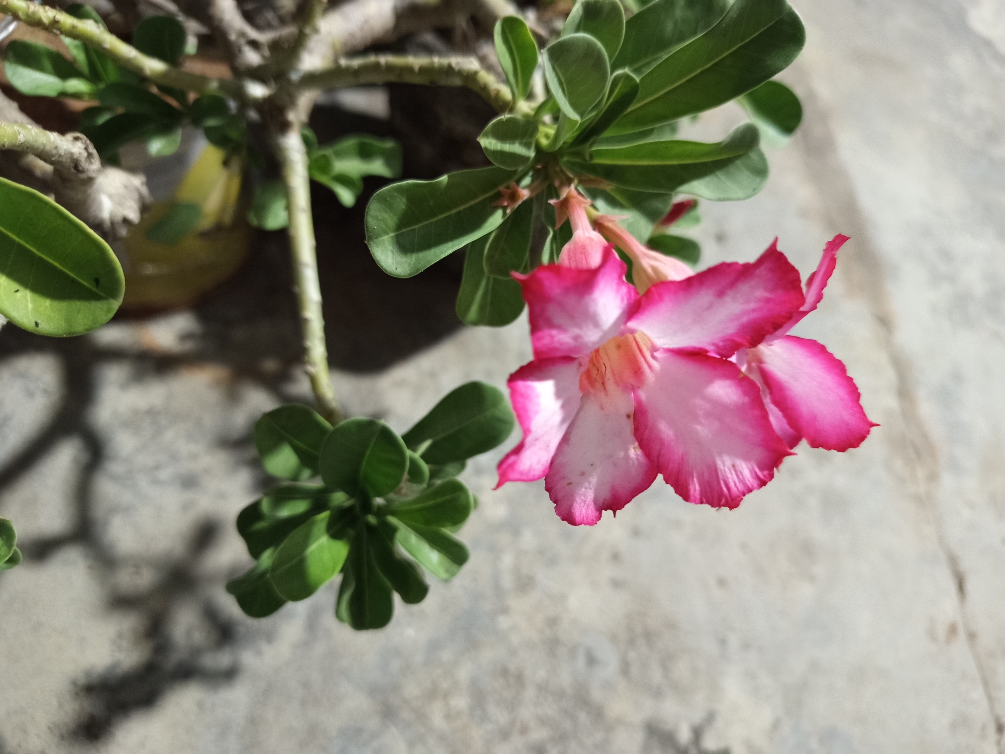 A close-up, top-down shot captures a cluster of pink and white desert rose flowers and their green leaves against a textured, grey surface, likely concrete. The flowers exhibit vibrant pink edges that fade to white towards the center, with some petals slightly curled and delicate. Two buds, one pale pink and another tinged with white, are visible above the open blooms. The leaves are oval-shaped, glossy, and a deep green, appearing to emerge from thick, woody stems. Shadows of the plant's branches are cast across the grey surface. The scene appears to be an outdoor setting, possibly a garden or patio in Pajagalan, Indonesia, given the bright, natural lighting and the typical outdoor elements. No people or actions are depicted.