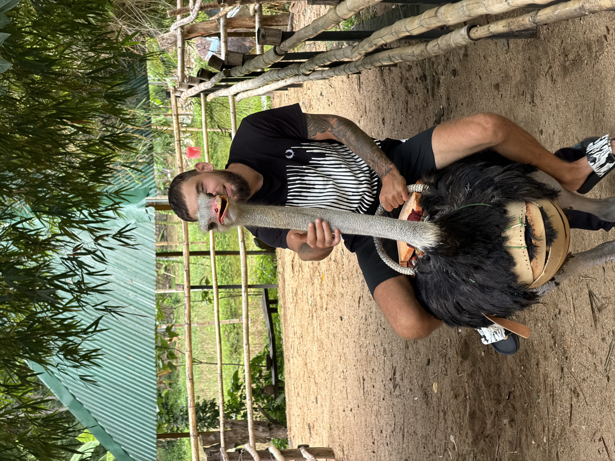 A man is straddling an ostrich in what appears to be an open-air enclosure with a dirt floor. The man, who has a beard and tattoos on his arms, is wearing a black t-shirt with white stripes and black shorts. He is holding the ostrich's neck with his right hand, and its head is close to his face. The ostrich has a long, grey neck and black feathers. It is wearing a saddle-like contraption around its back. The enclosure is fenced with bamboo poles, and a green corrugated roof structure is visible in the background, partially obscured by foliage. The overall setting suggests an animal attraction or sanctuary in a tropical or subtropical environment, possibly in the city of Khánh Vĩnh, Vietnam.