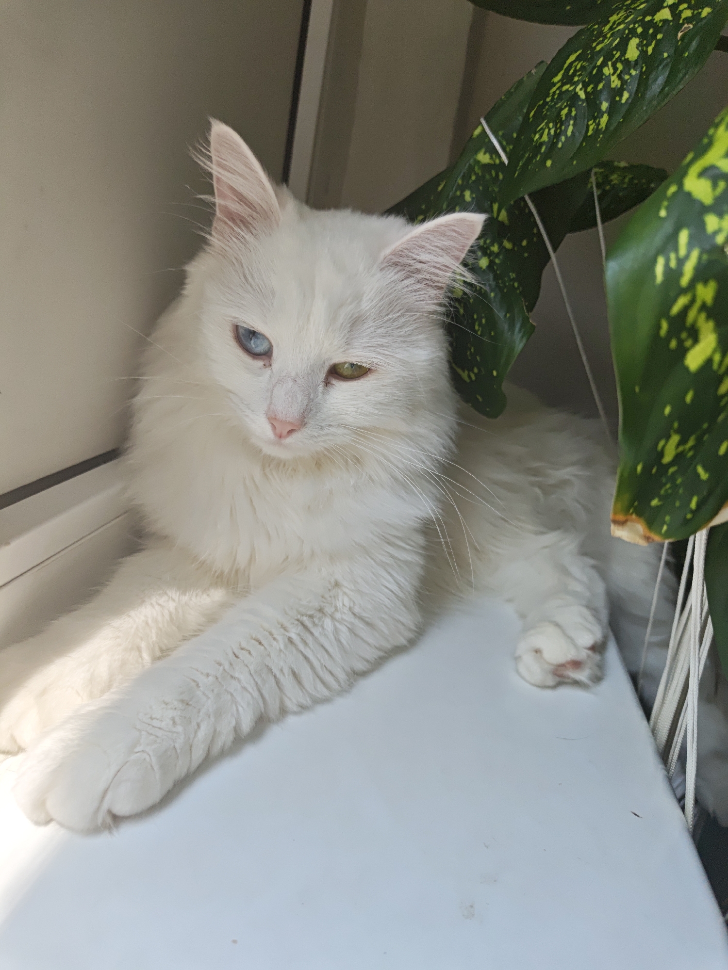 A white cat with heterochromia, one blue eye and one green eye, is lying on a white surface, possibly a windowsill. The cat has long, fluffy fur and is looking to its left. To the right of the cat, there are large green leaves with yellow speckles, suggesting a houseplant. The lighting indicates it is daytime, with sunlight casting shadows on the cat's fur. The background is out of focus but appears to be a neutral color. There is no visible indication of the city of Odesa, Ukraine.