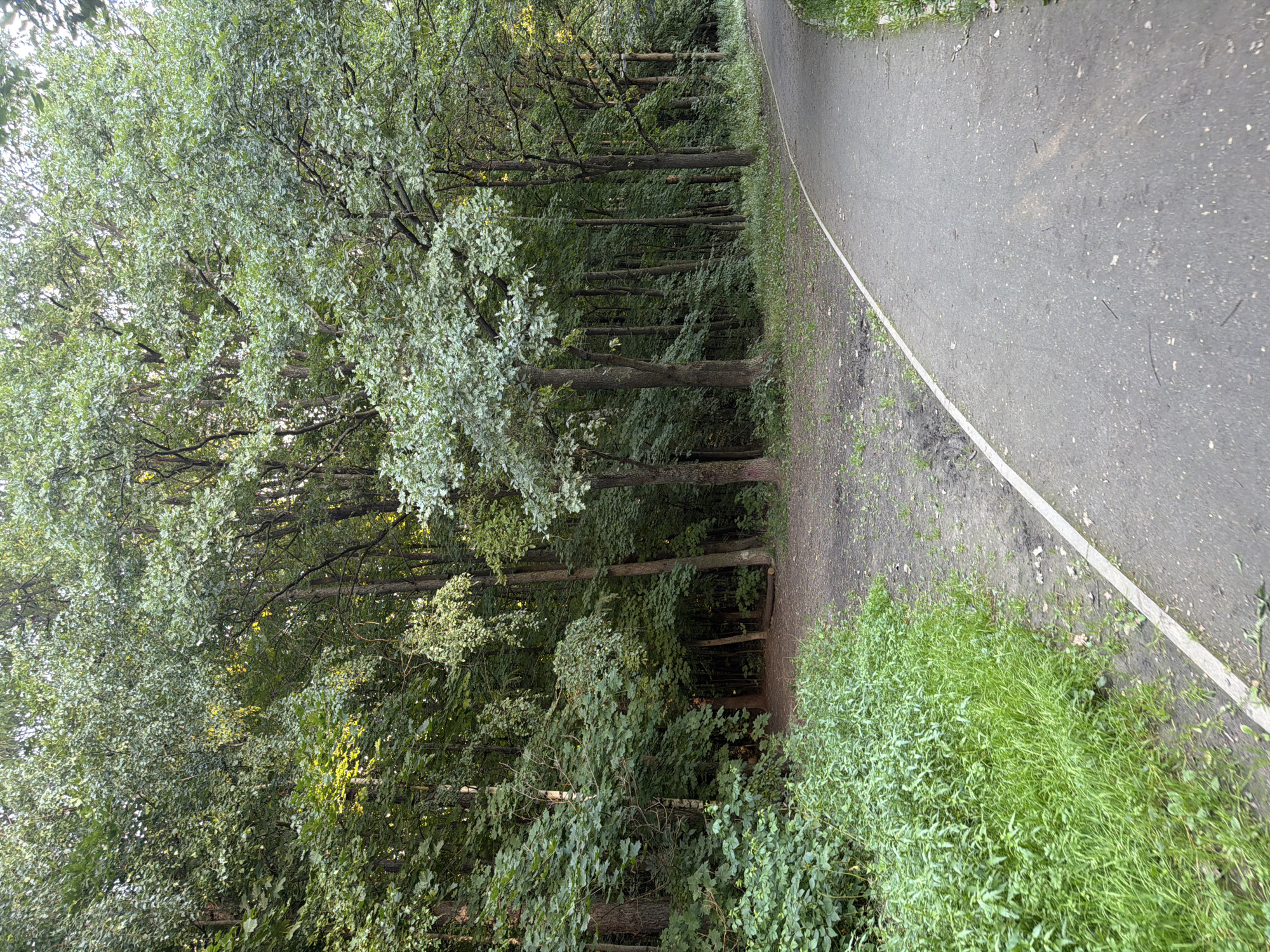 This image depicts a paved pathway winding through a dense, sun-dappled forest, likely within the grounds of a park or nature reserve in Moscow, Russia. The path, made of asphalt, has a white demarcation line on its left side. To the left of the path, a thicket of lush green grass and foliage thrives. Beyond the vegetation, the forest canopy is dominated by tall trees with green leaves, casting shadows and allowing shafts of sunlight to penetrate the undergrowth. The ground in the forest is a mixture of soil and fallen leaves. The scene suggests a tranquil natural setting, possibly a popular spot for recreation or exercise in Moscow.