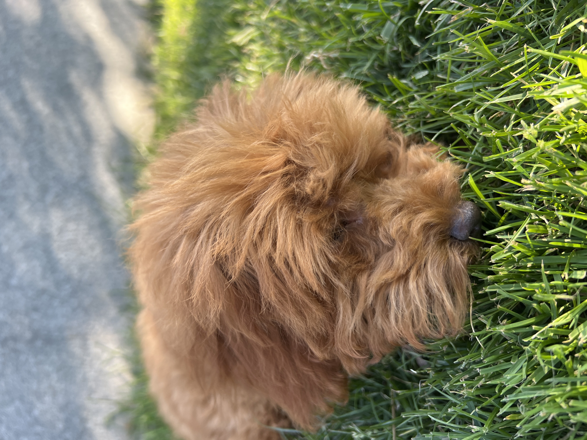 A golden-brown, fluffy dog is lying on bright green grass. The dog's head is down, and its nose is touching the ground. Sunlight casts shadows on the grass and a textured background behind the dog, which appears to be a light-colored wall. The scene is an outdoor setting.