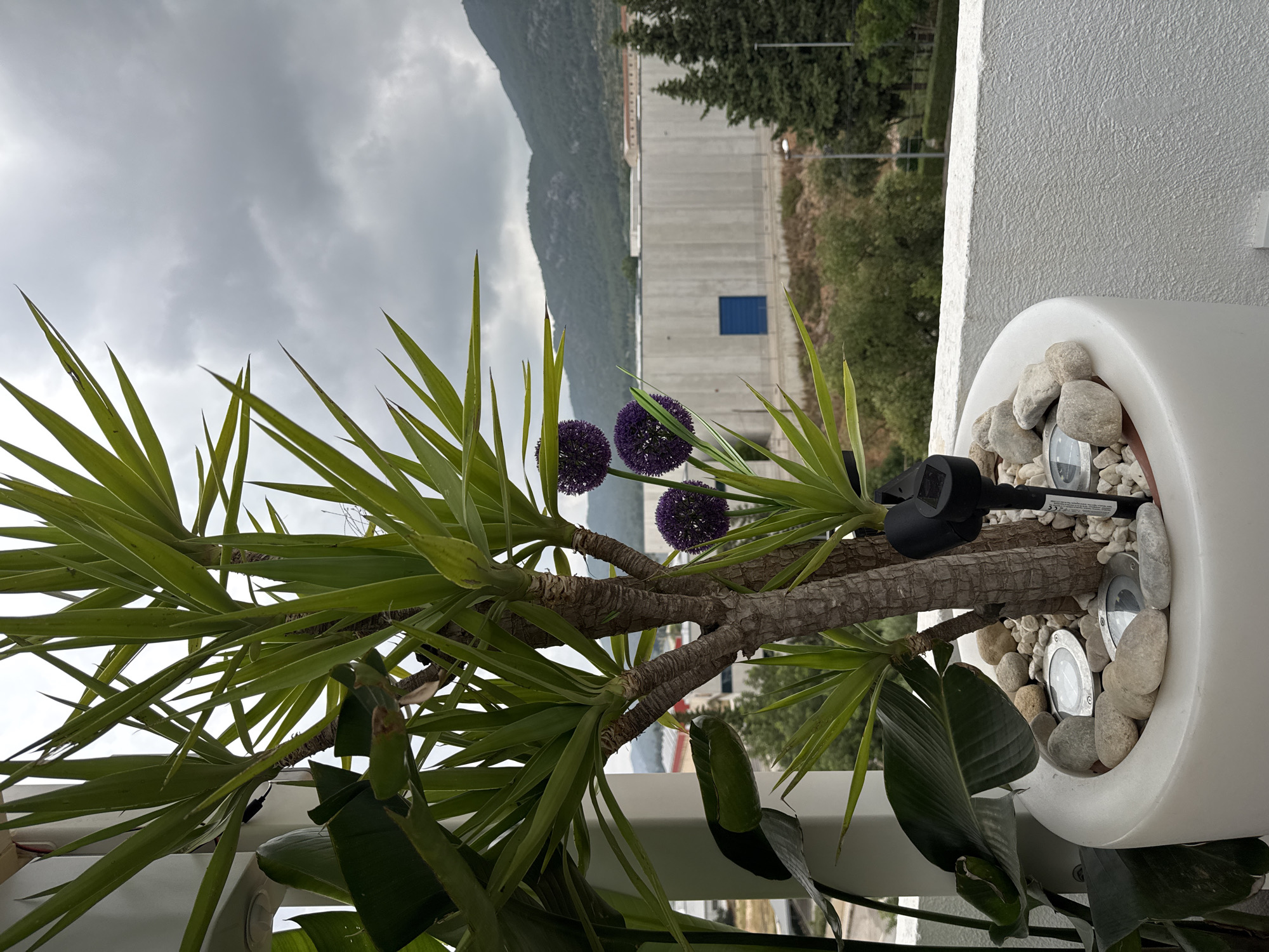 The image is a close-up shot of a potted plant on a balcony. The plant is a Yucca with long, spiky green leaves and a thick, woody trunk. It is in a white planter filled with small white stones and larger grey rocks. Two small solar-powered lights are embedded in the stones around the base of the plant. There are also two artificial purple onion-shaped flowers attached to a thin stem, placed to the right of the plant. In the background, a large, grey industrial-looking building with a blue rectangular door is visible, situated at the base of a tree-covered hill under a cloudy sky. The overall scene suggests an outdoor urban or semi-urban setting.