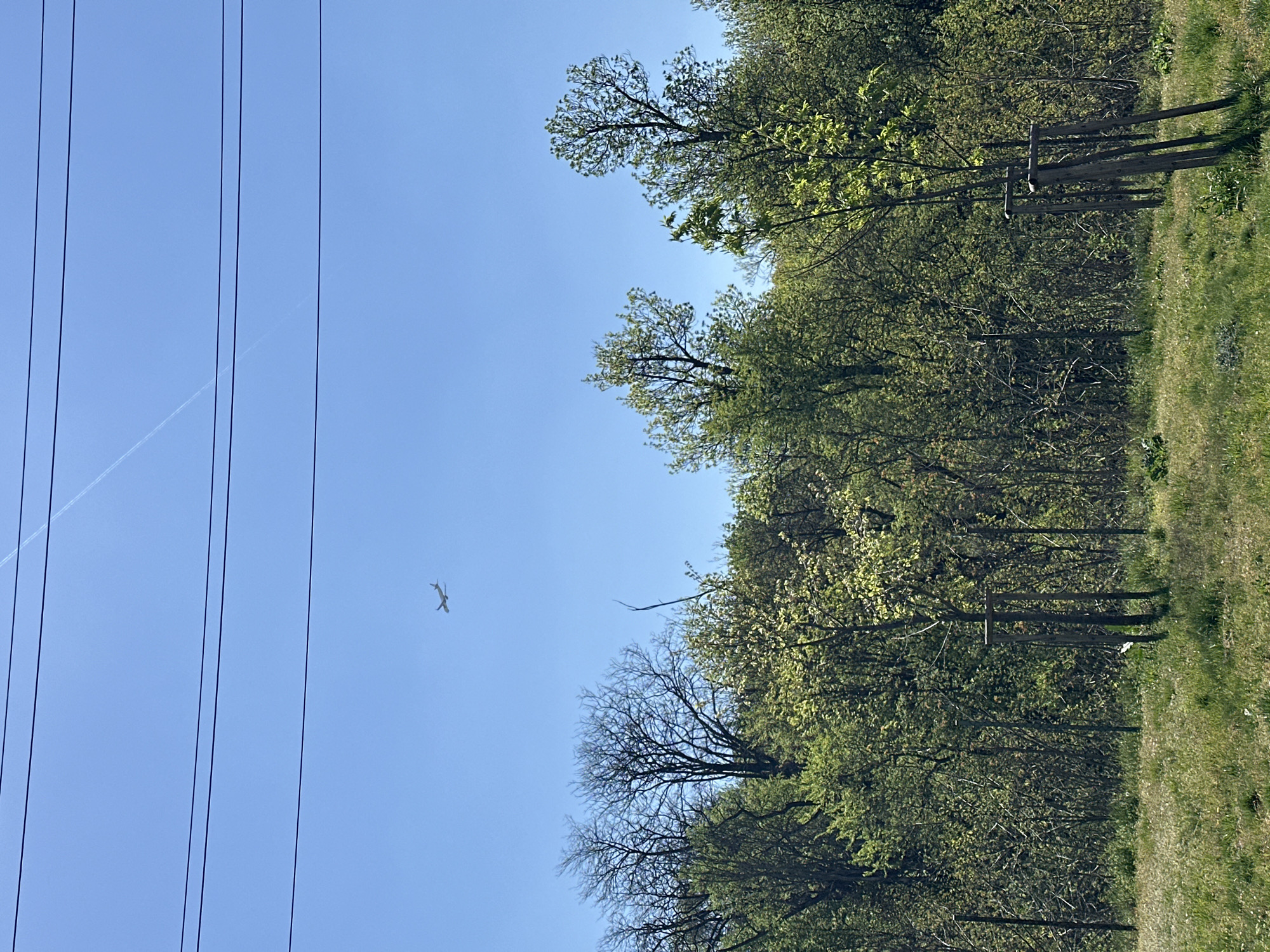 The image captures a bright, clear day in what appears to be a natural or semi-natural landscape near Sofia, Bulgaria. The scene is dominated by a brilliant blue, cloudless sky, occupying the upper left and central portions of the frame.
Stretching across the top left of the sky are multiple dark, parallel power lines, running horizontally. In the mid-ground of the sky, a small, light-colored airplane is visible, flying across the blue expanse. Further to the left and slightly higher, a faint white contrail from another aircraft trails across the sky.
The right side and bottom of the image are filled with a verdant forest line and a strip of grassy ground. The trees in the forest exhibit varying degrees of foliage; some are lush with bright green leaves, indicating new growth, while others, particularly towards the center of the forest edge, still show bare branches, suggesting either a mix of tree types or the early stages of spring. The foreground consists of a patch of green grass, hinting at an open field or meadow bordering the forest.
The clear sky and bright lighting suggest a sunny day, likely during late morning or early afternoon. No specific human activity is depicted other than the distant airplane. There is no visible text in the image.