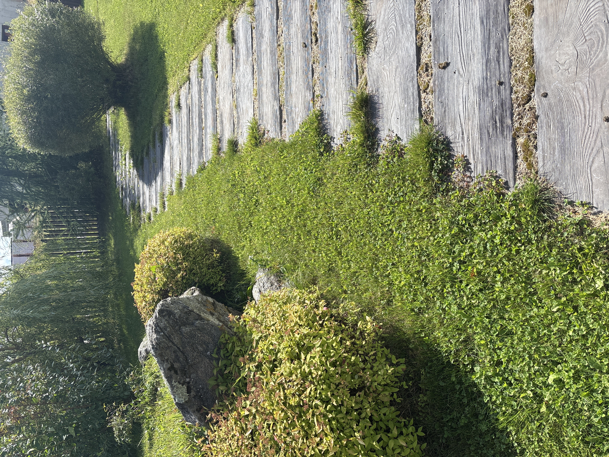 The image depicts a garden path made of weathered wooden planks laid horizontally across a green lawn. The path curves towards the right, disappearing behind a rounded, dense bush. To the left of the path, a large, rough-textured grey rock sits next to a vibrant green bush with yellow-green foliage. Further back, a weeping willow tree with long, trailing branches stands behind a wooden fence. The environment appears to be a well-maintained garden in Zvenigorod, Russia, bathed in sunlight, casting shadows on the grass. No people or animals are visible in the scene.